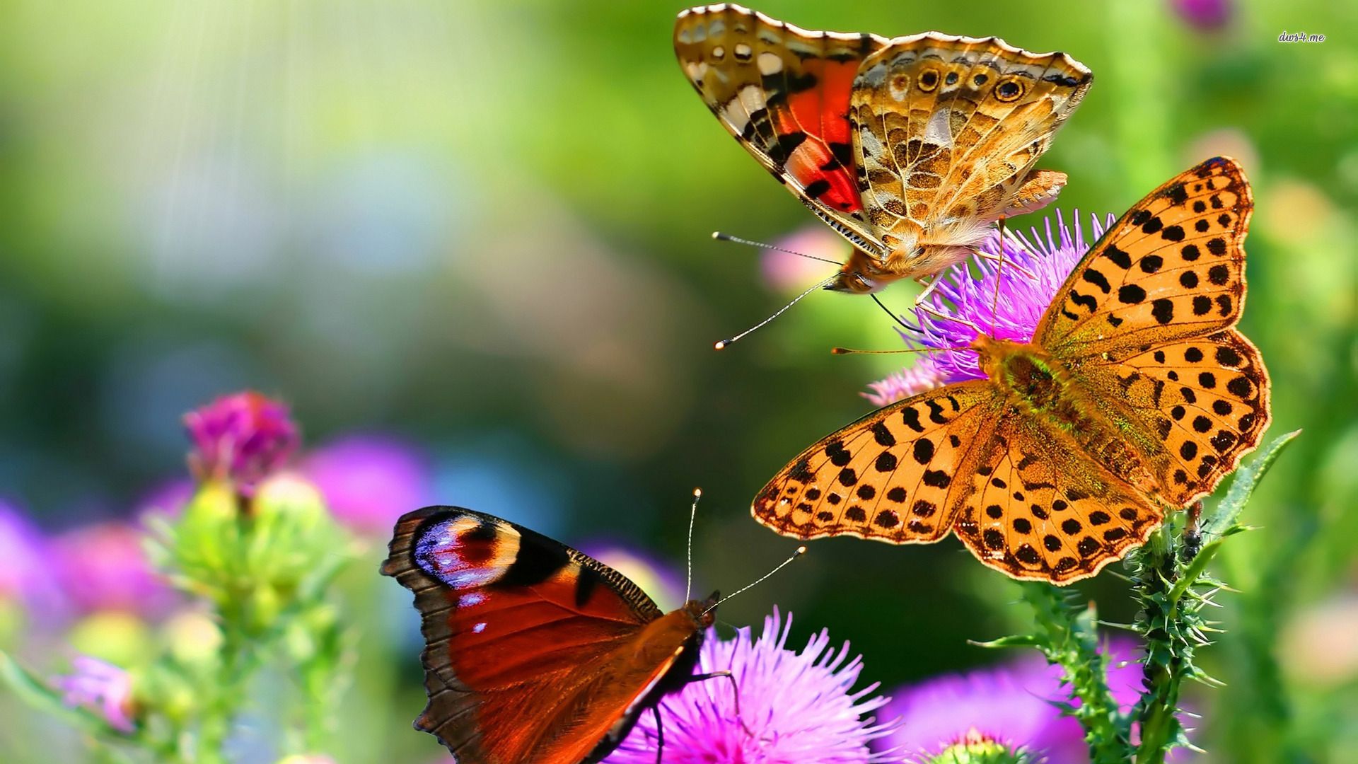 The Best Butterflies Live Wallpaper On Android HD Wallpaper Free Download Wallpaper & Background Download