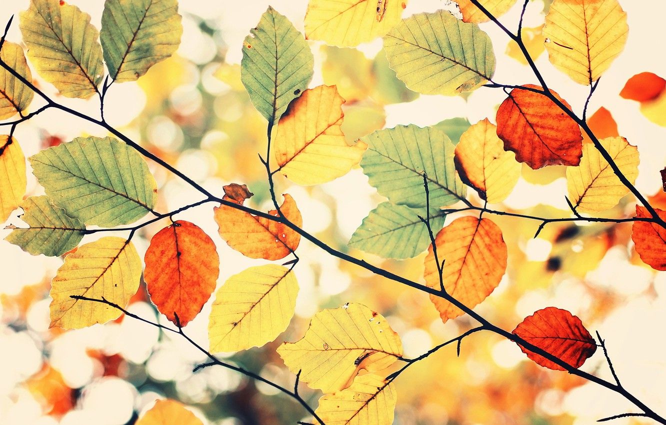Wallpaper colors, sky, leaves, autumn, Colorful autumn image for desktop, section природа