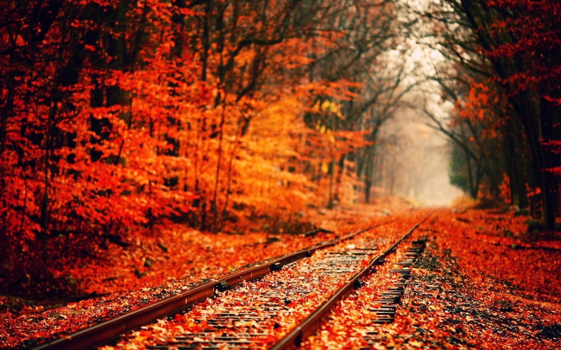 AUTUMN fall landscape nature tree forest railroad tracks train wallpaperx1200