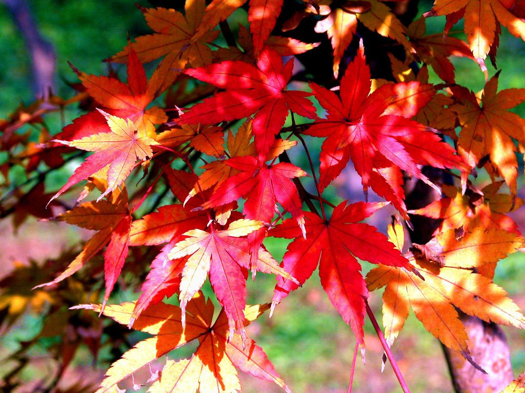 Autumn Wallpaper HD Colour Tree Background