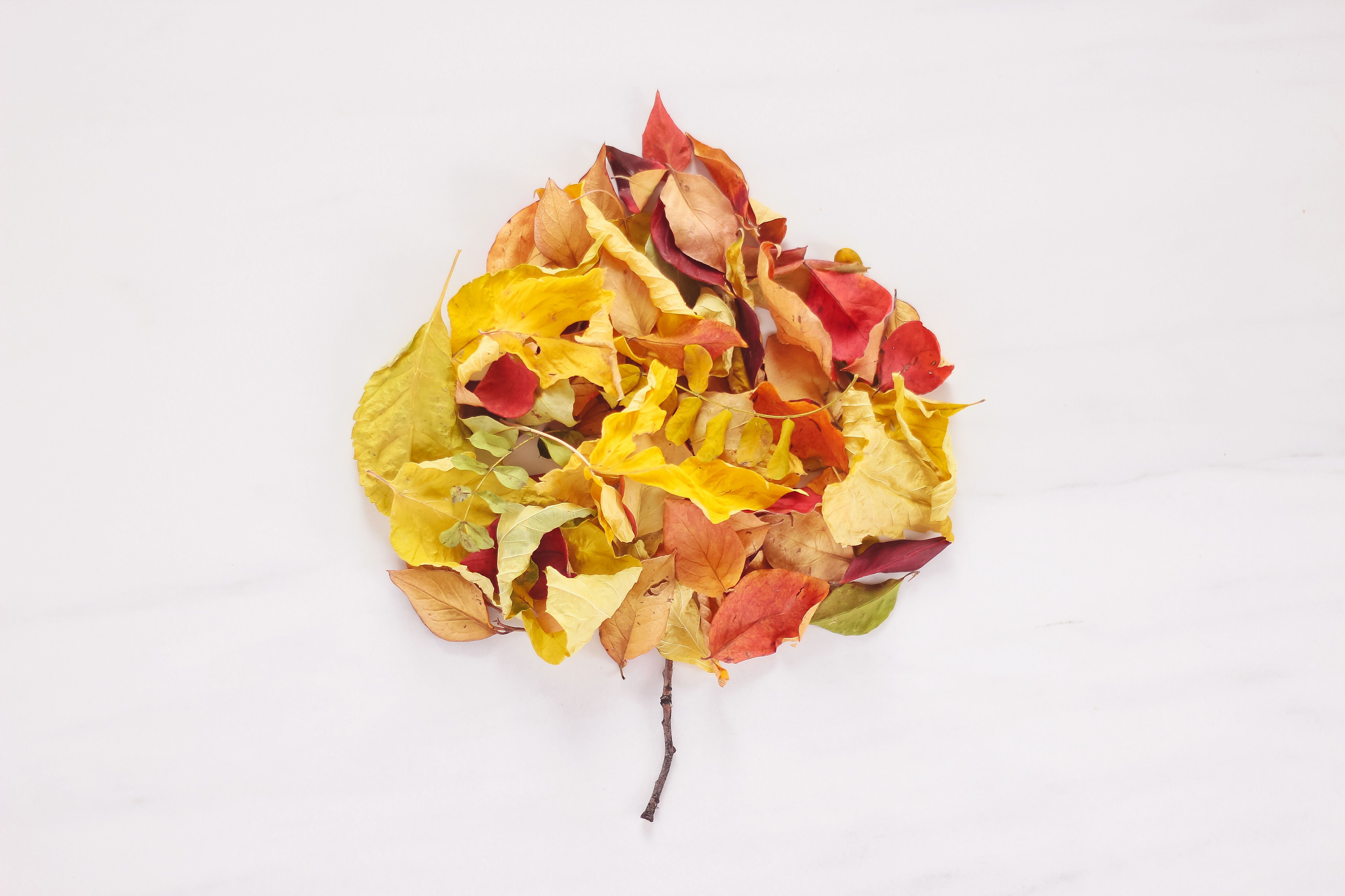 DIGITAL BLOOMS OCTOBER 2019. FREE DESKTOP WALLPAPER