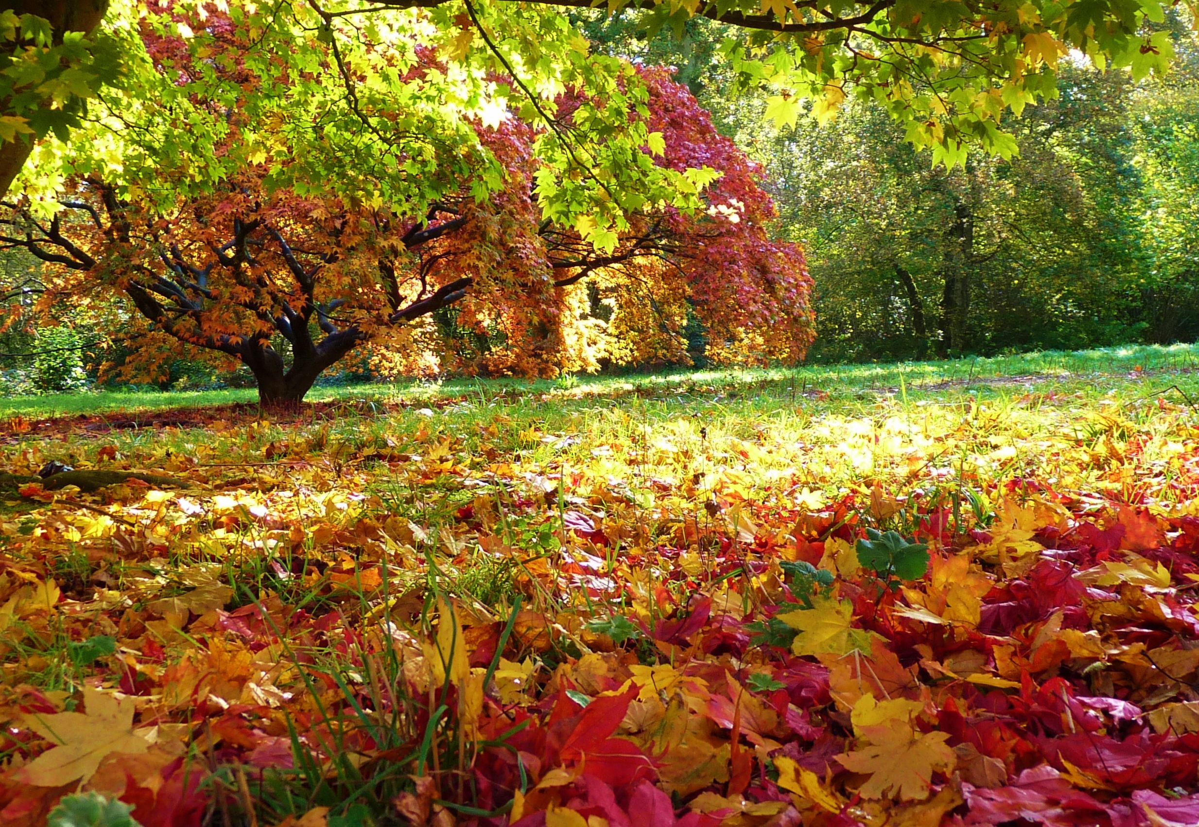 Where to see best Autumn colours at places near me in 2021 British Gardens