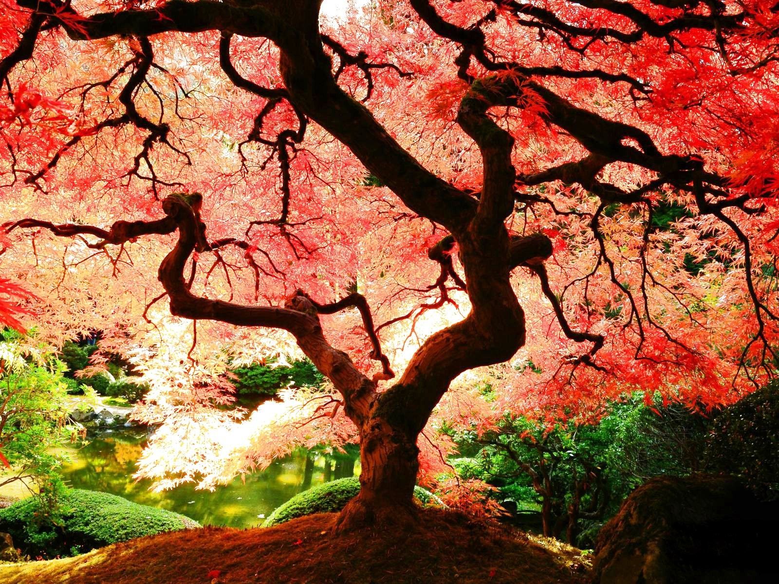 Color, Amazing Trees Wallpaper, Fall, Forest, autumn, Peace, Nature, Macbook, Landscape, colourful, Season, Tree