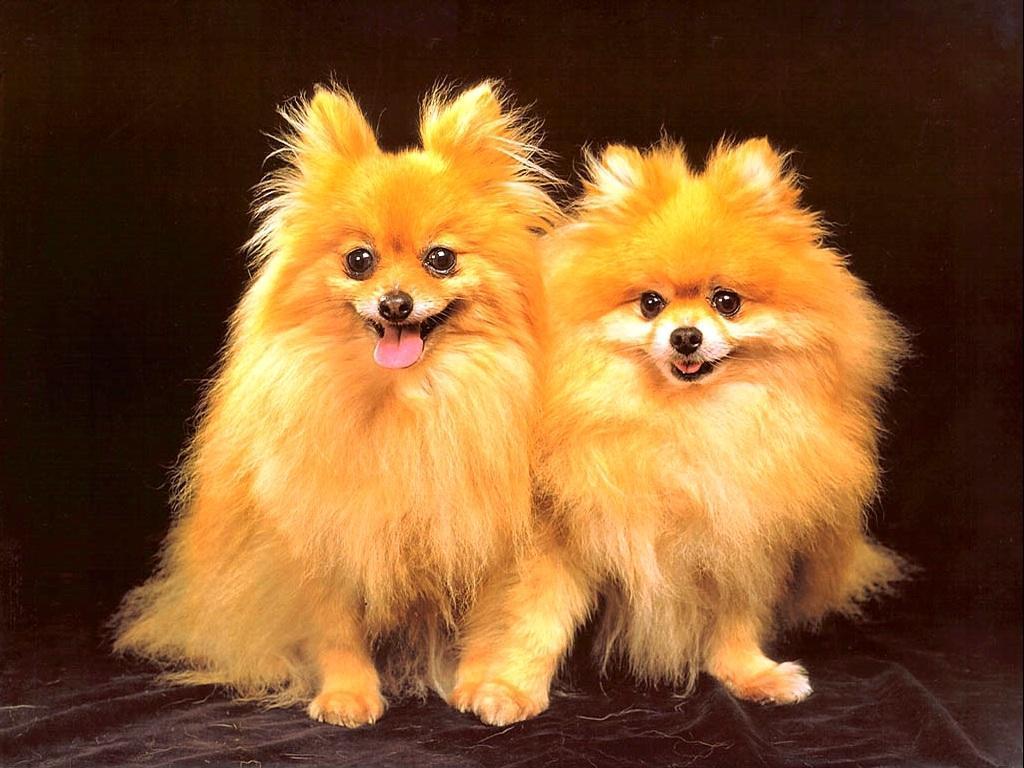 Free download Cute Dog Wallpaper Dogs Wallpaper 13936305 [1024x768] for your Desktop, Mobile & Tablet. Explore Cute Doggy Wallpaper. Cute Doggy Wallpaper, Doggy Wallpaper, Background Cute