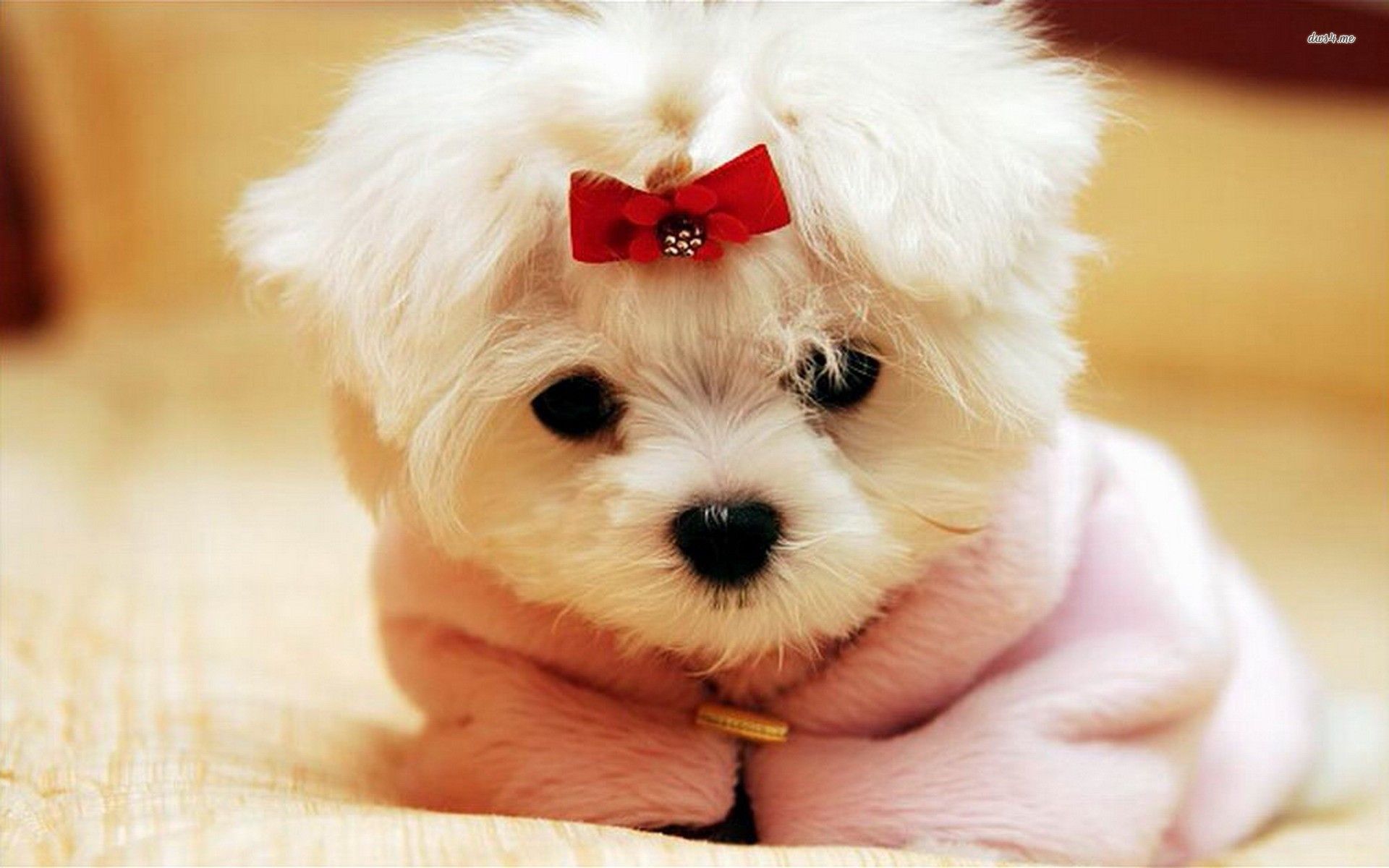 Cute Puppy Desktop Wallpaper