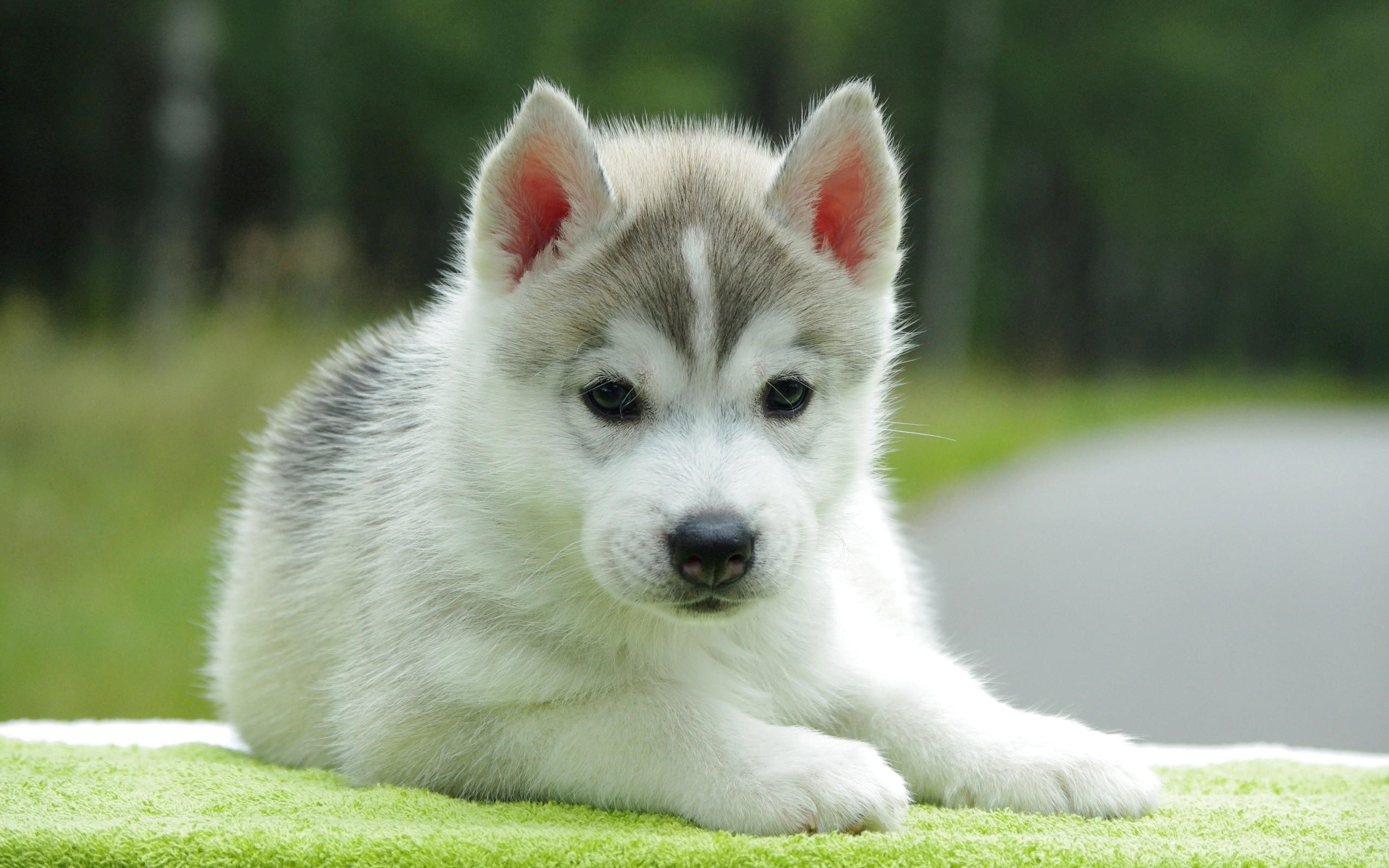 Beautiful Cute White Puppy Wallpaper