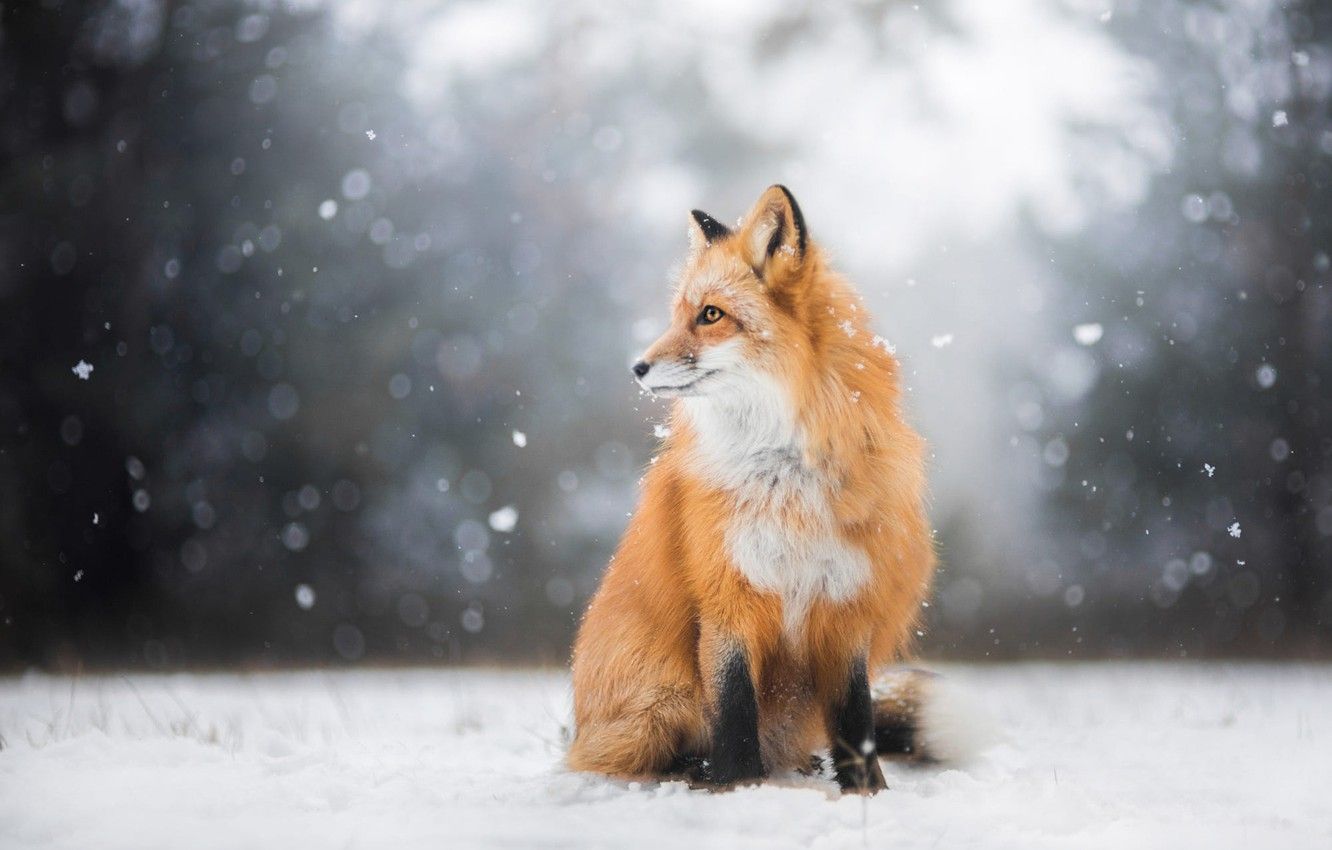 Wallpaper winter, forest, look, light, snow, nature, pose, background, Fox, profile, red, sitting, snowfall, Fox image for desktop, section животные