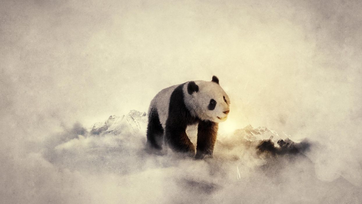 Black and white winter snow animals cold panda bears widescreen wallpaperx1080