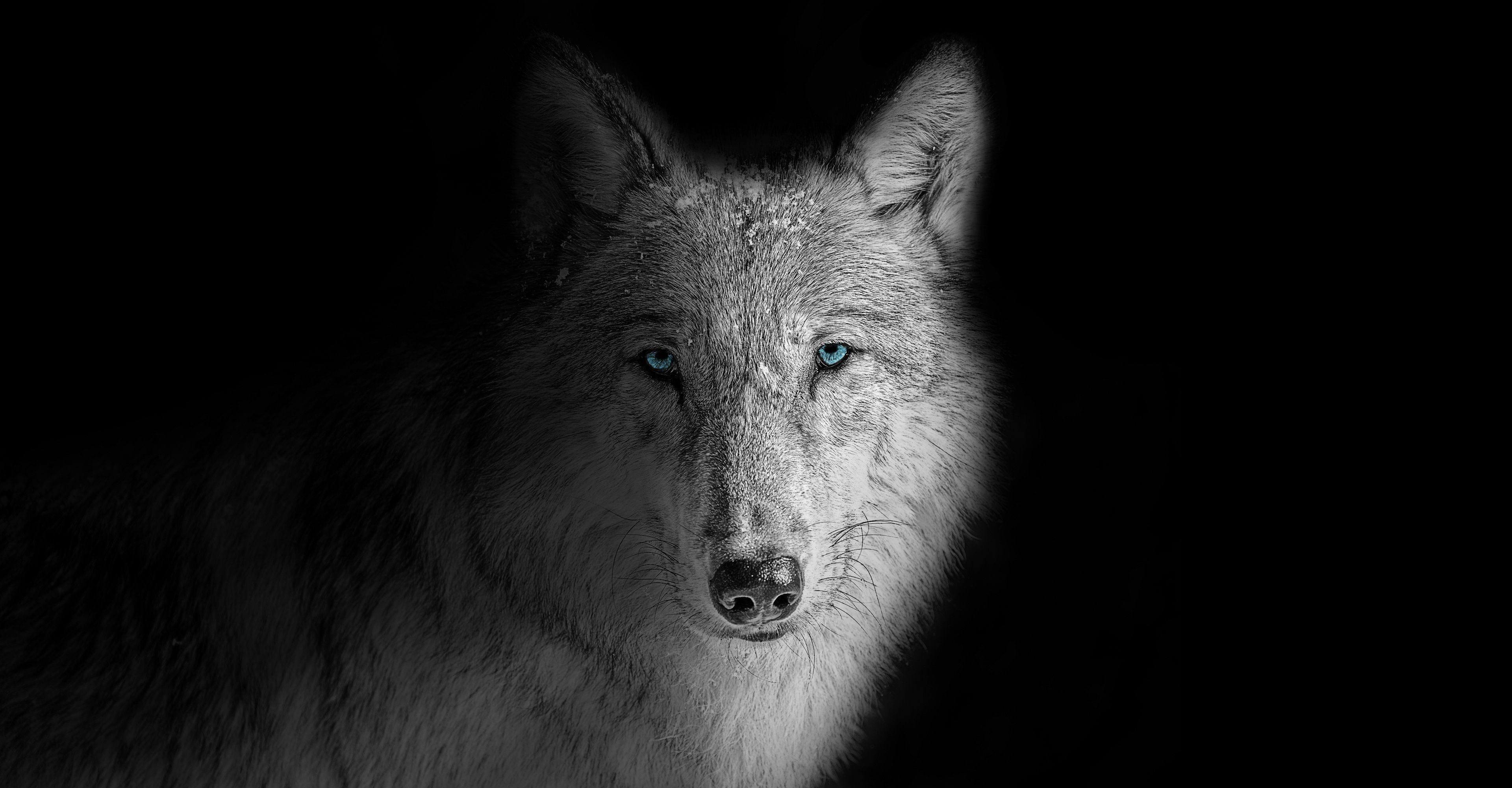 Wolf 4K Wallpaper, Beast, Wild, White wolf, Black background, Animals