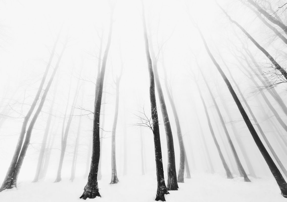 trees #minimalism #arboretum #nature #landscape #white #cold #natural #fog #mist #winter #beech #tree #forest #scenic #wallpaper #black #snow