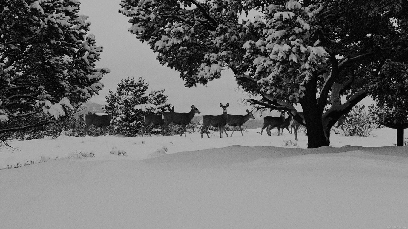 Winter Black And White Animal Wallpapers - Wallpaper Cave