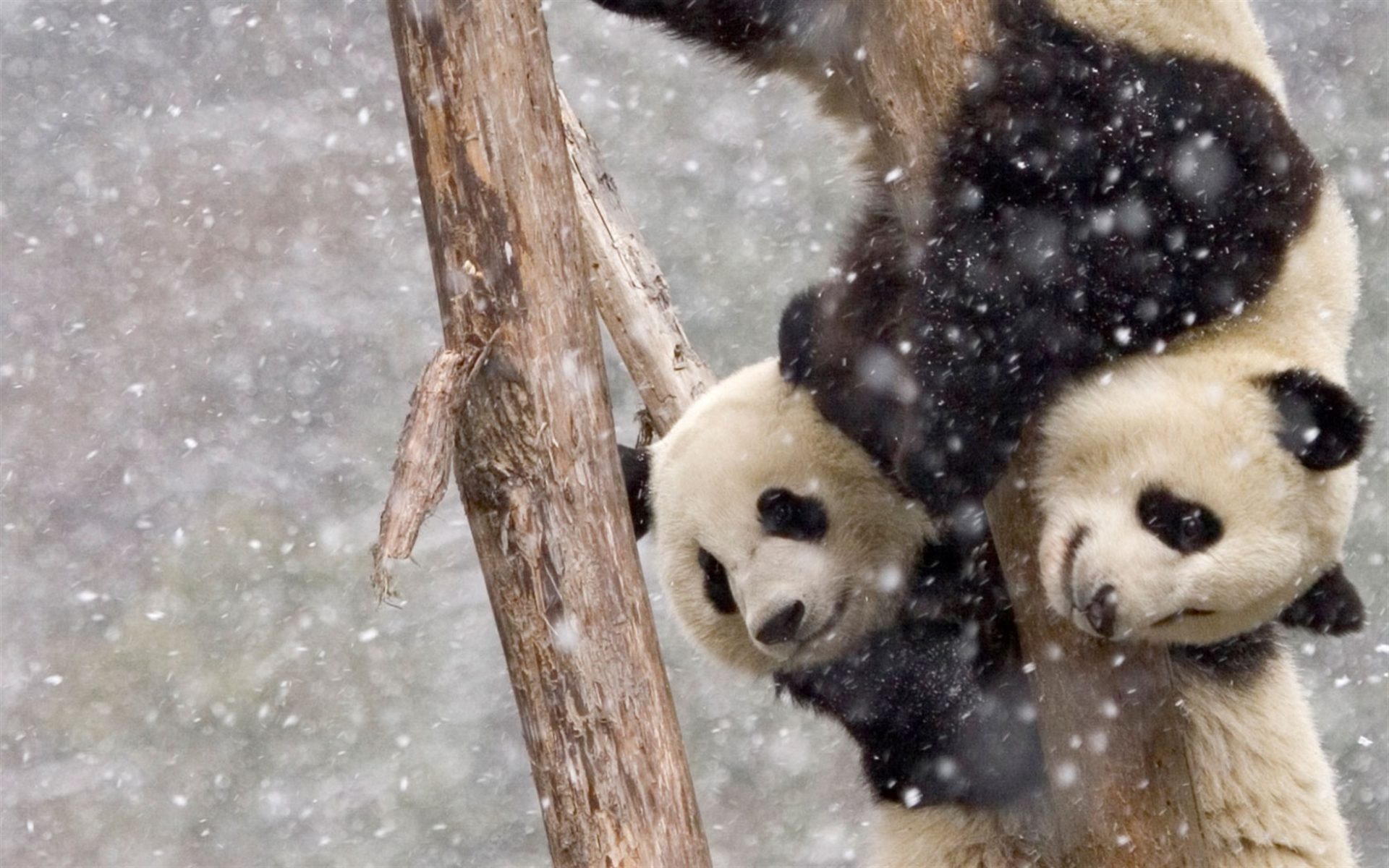 Download wallpaper pandas, winter, snow, cute bears, pandas on a tree for desktop with resolution 1920x1200. High Quality HD picture wallpaper