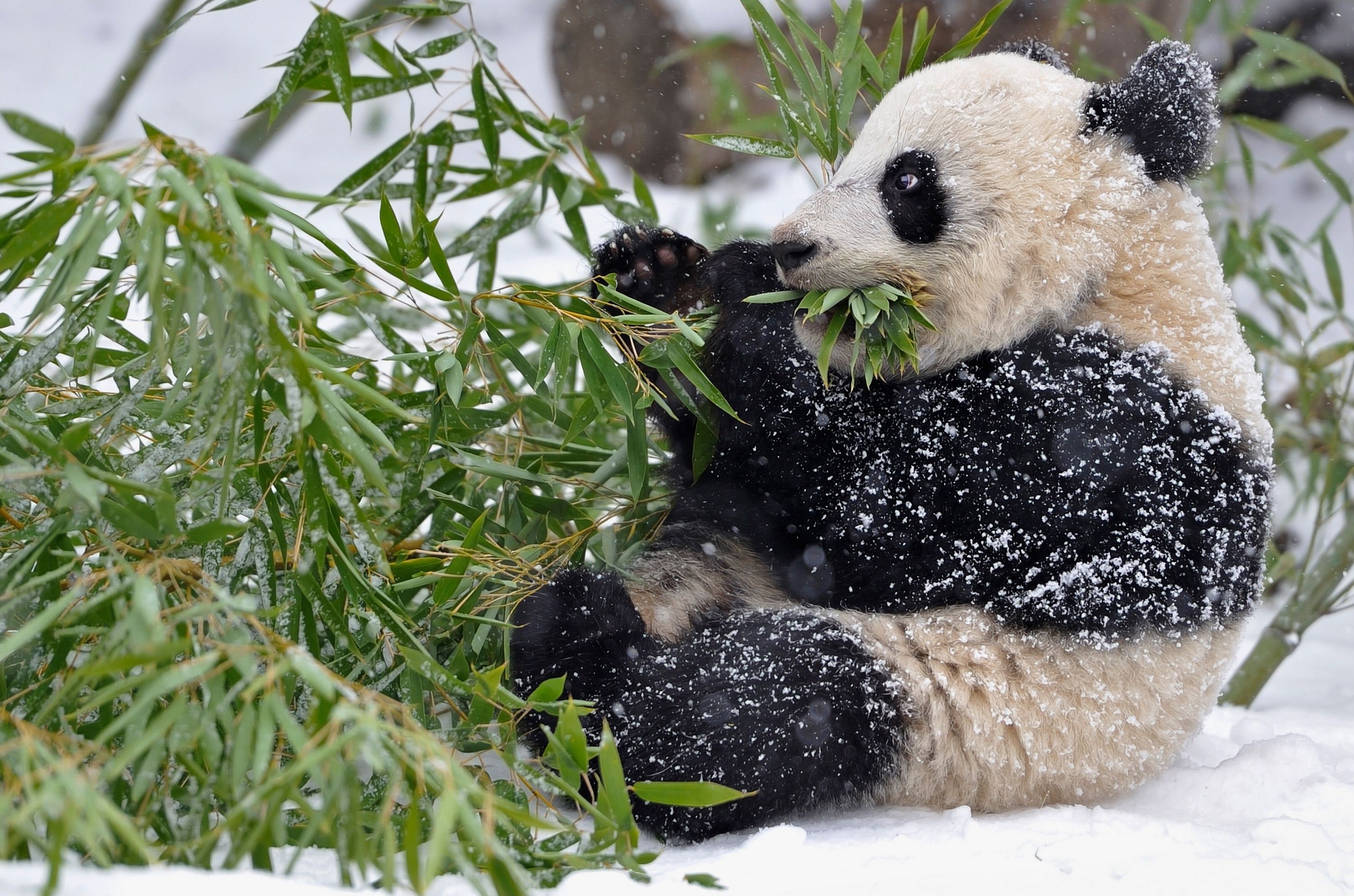panda, Bamboo, Branches, Leaves, Snow, Winter, Baby Wallpaper HD / Desktop and Mobile Background