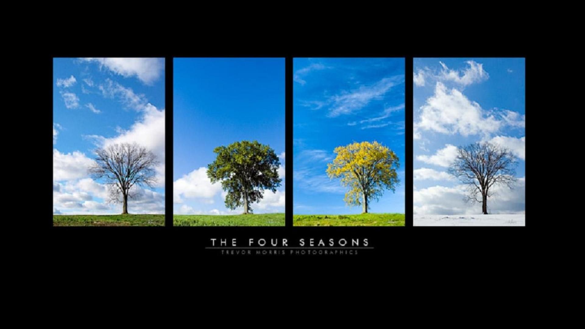 Tree Four Seasons HD Wallpaper & Background Download