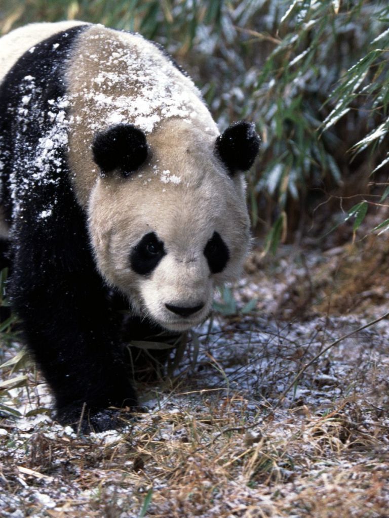 Free download HQ Giant Panda In Winter Wallpaper HQ Wallpaper [1600x1200] for your Desktop, Mobile & Tablet. Explore Giant Panda Wallpaper. Giant Panda Wallpaper, Giant Panda Wallpaper, Giant Wallpaper