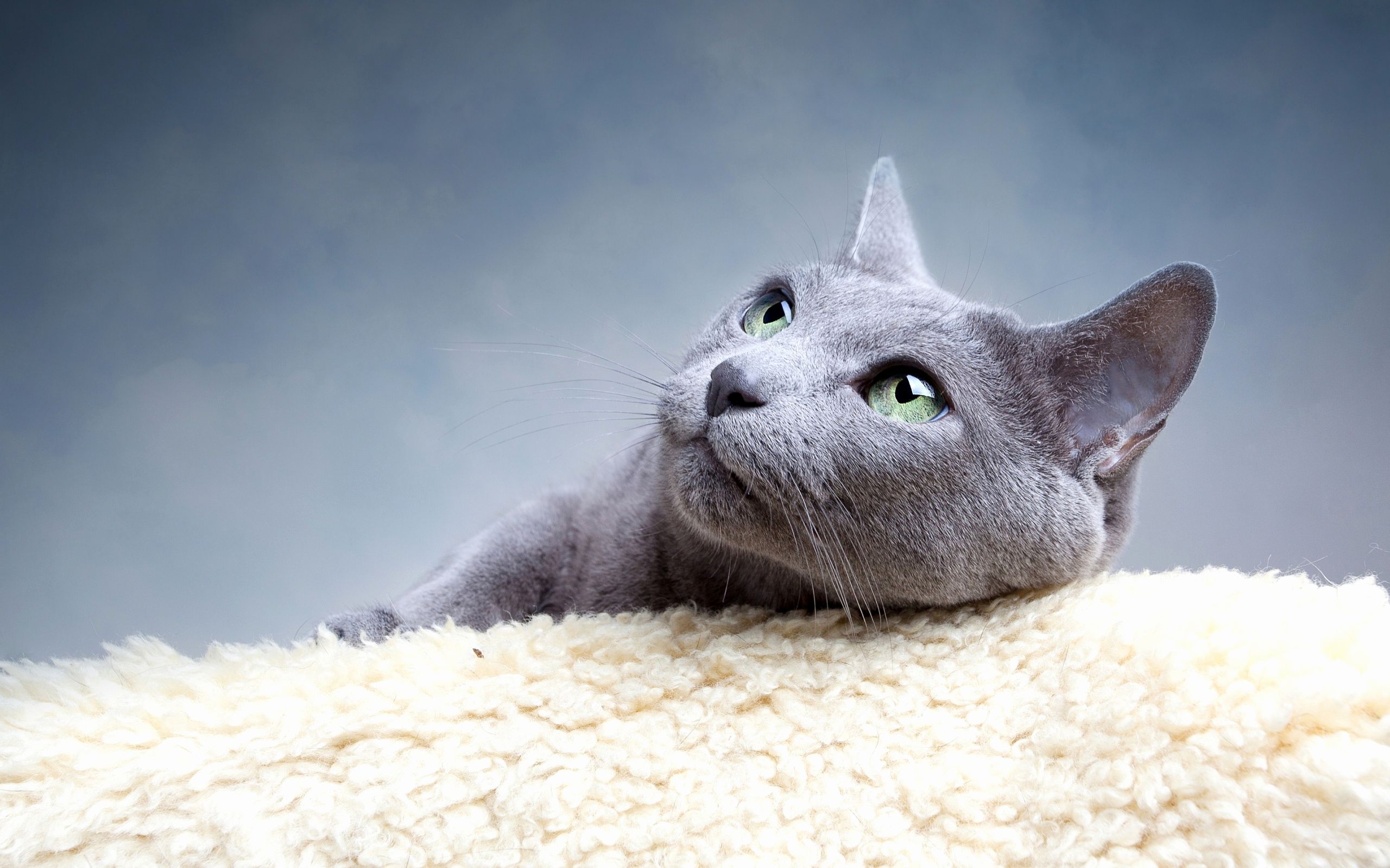 Russian Blue Cat Wallpapers Wallpaper Cave