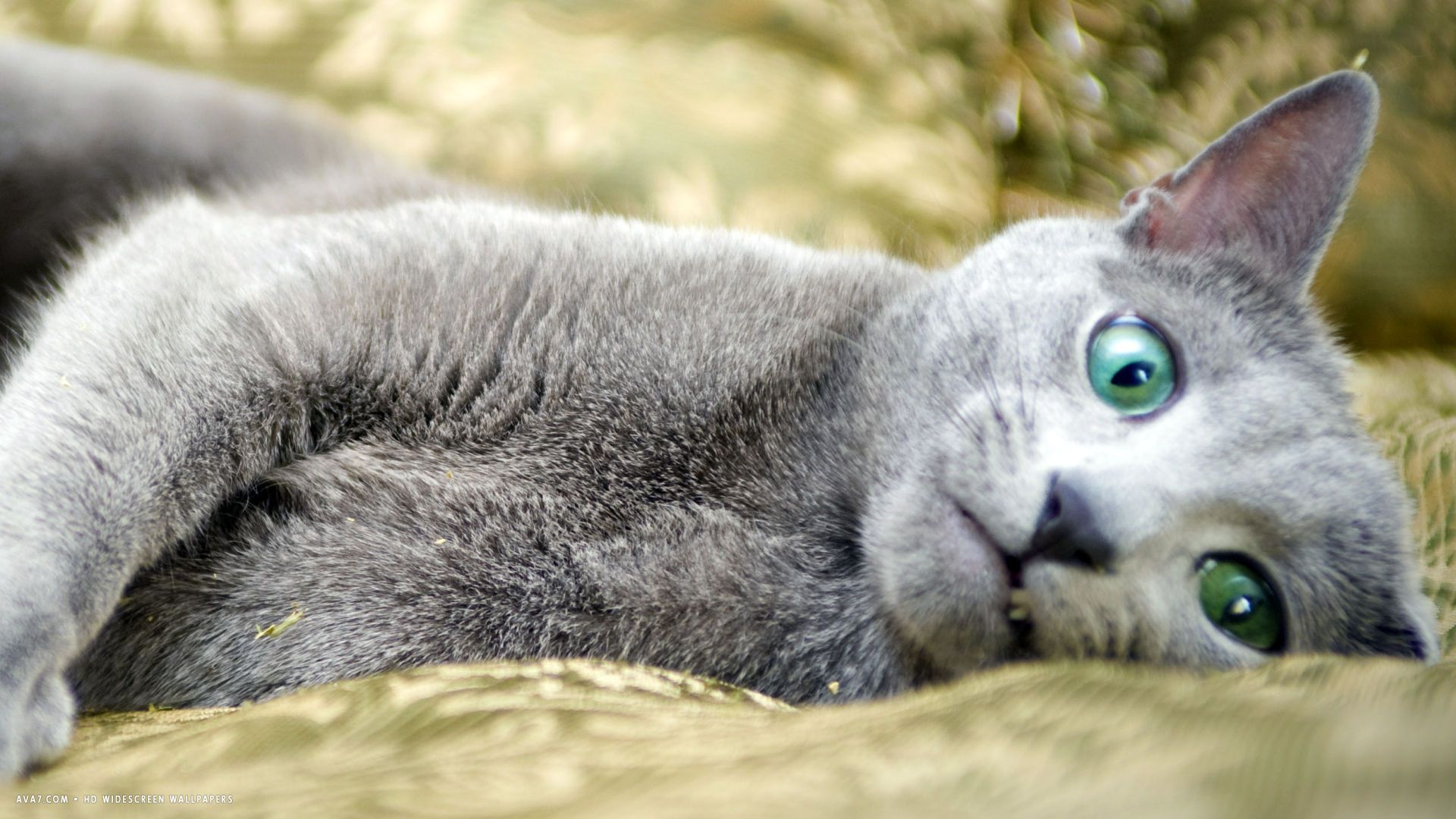 russian blue laying around. russian blue cat HD widescreen wallpaper