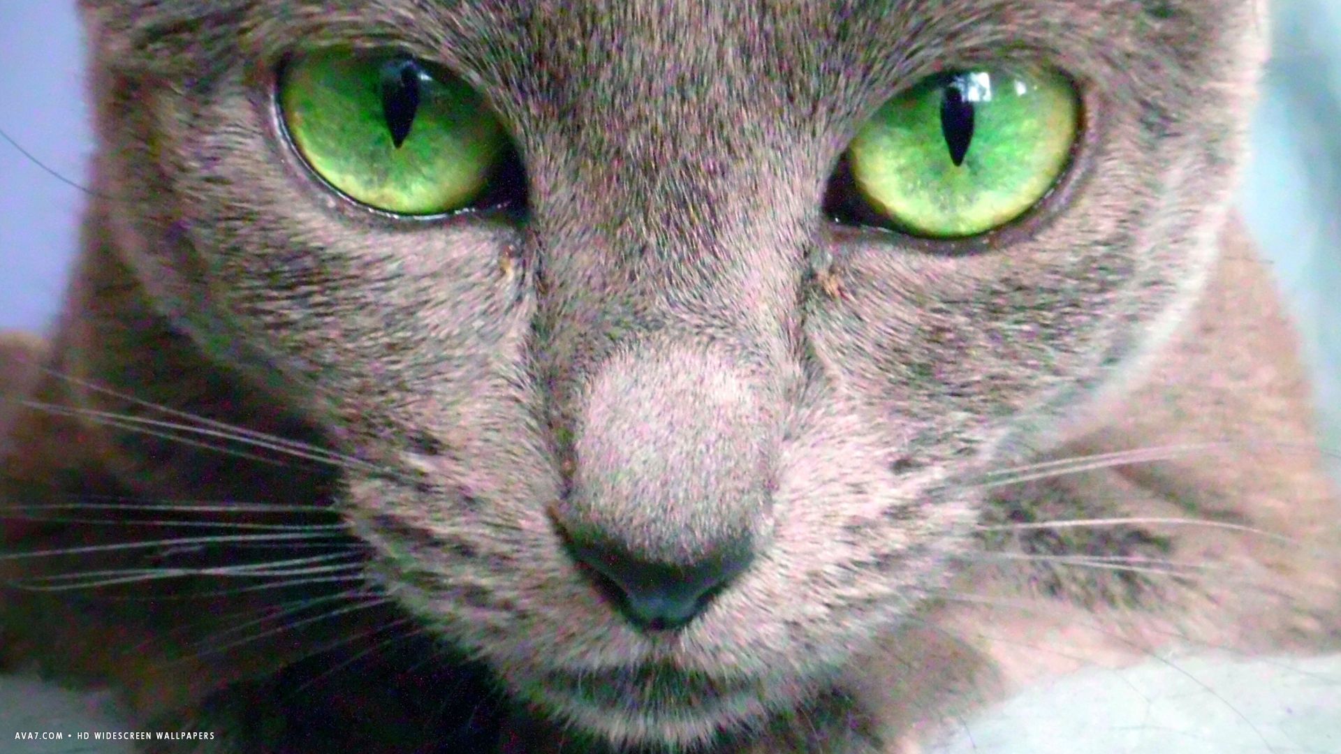 russian blue cat bright green eyes HD. russian blue cat HD widescreen wallpaper