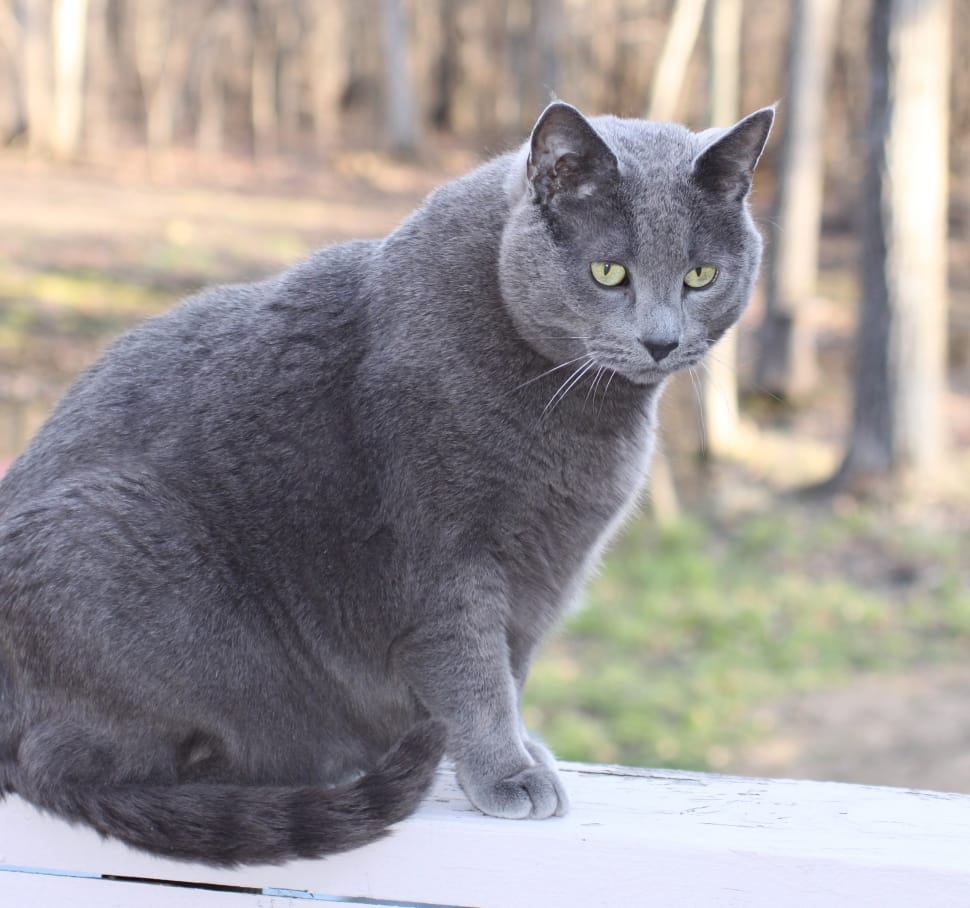 russian blue cat free image