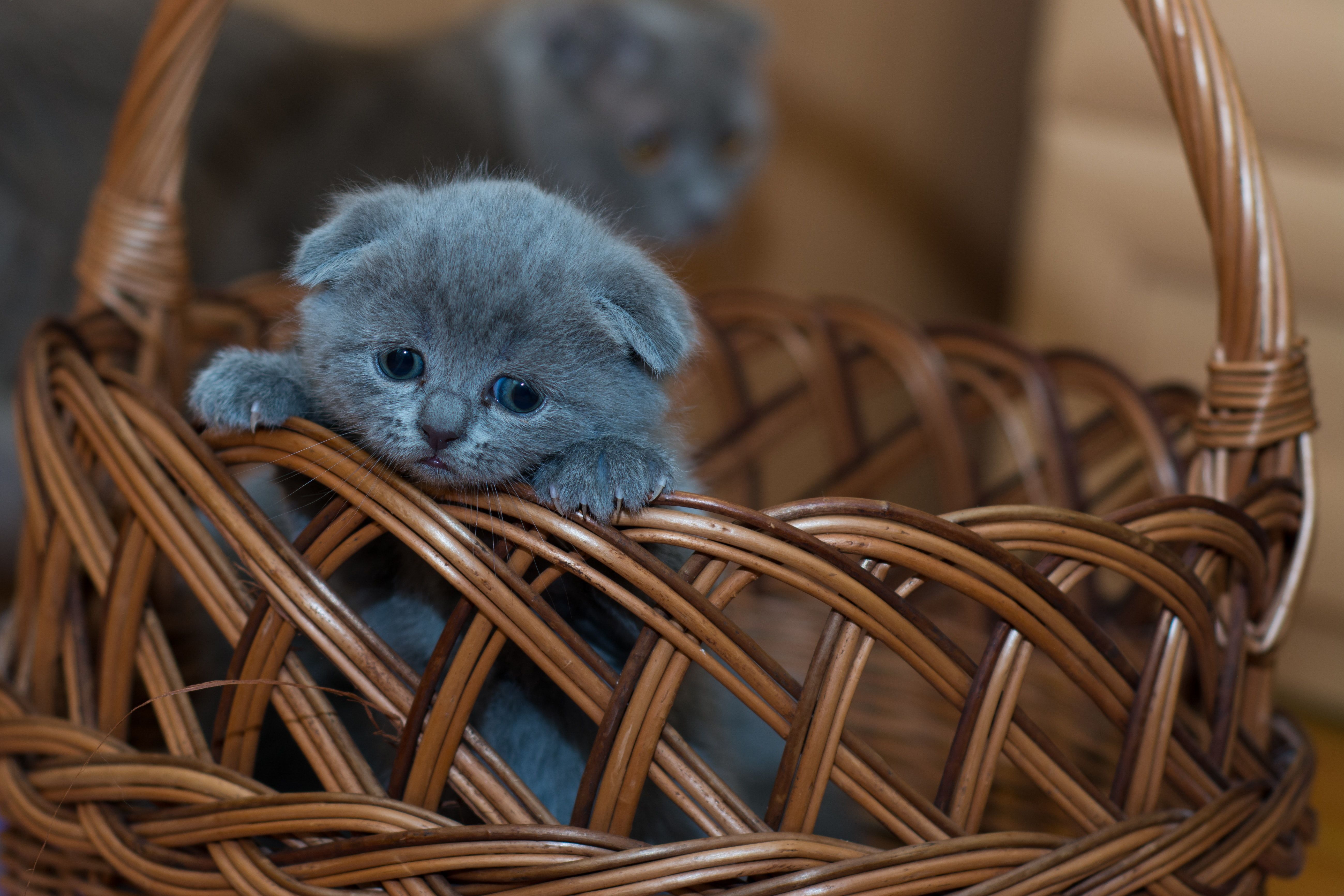 Russian Blue Kitten on Brown Woven Basket · Free