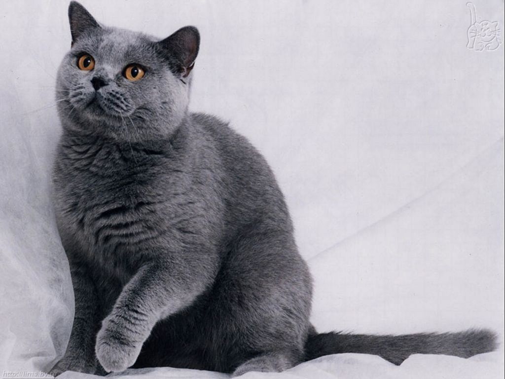 Long Hair Russian Blue Cat. Russian blue, Russian blue cat, British blue cat