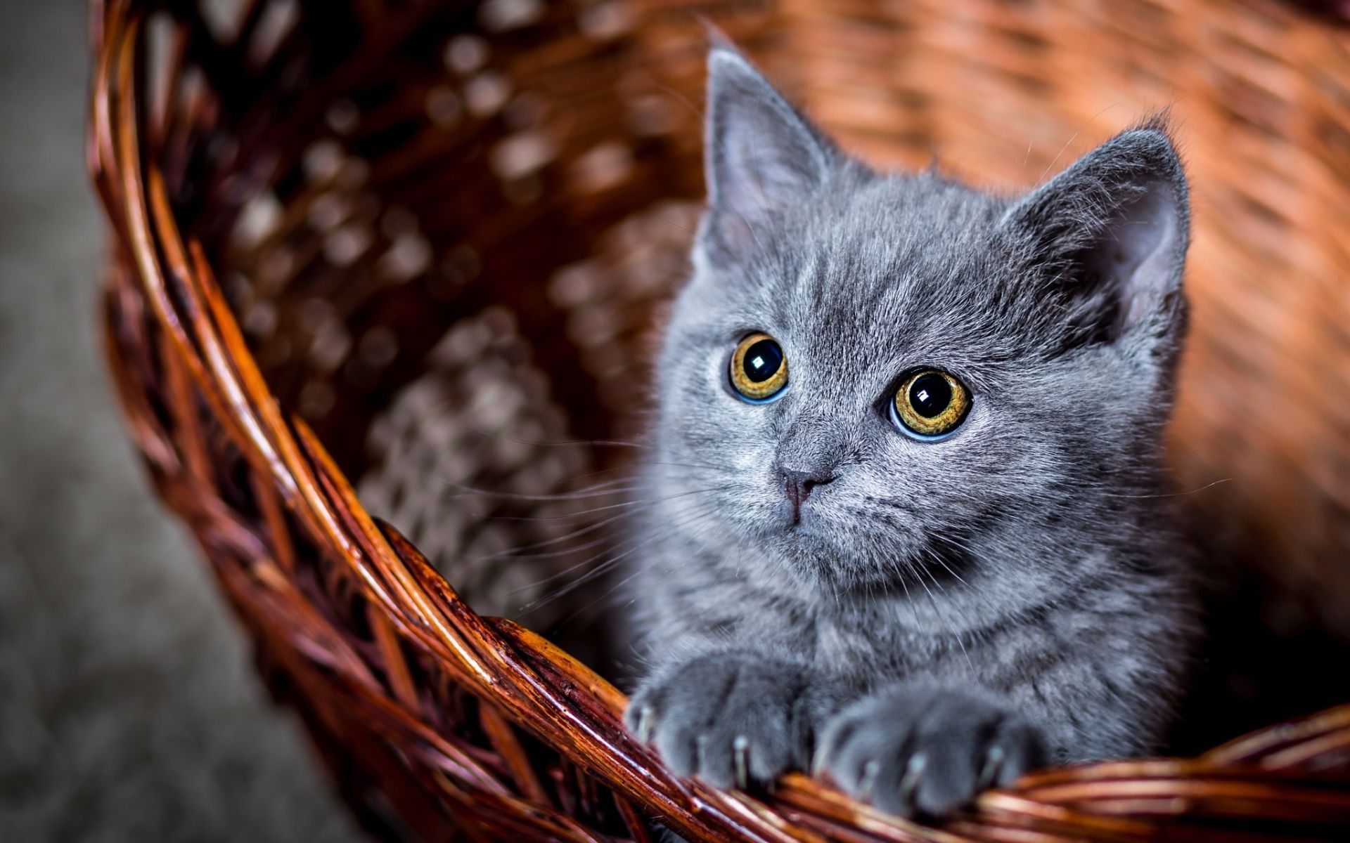Download Wallpaper Russian Blue Cat, Kitten, Close Up, Domestic Cats, Cute Animals, Russian Blue, Pets, Gray Cat, Cats For Desktop With Resolution 1920x1200. High Quality HD Picture Wallpaper