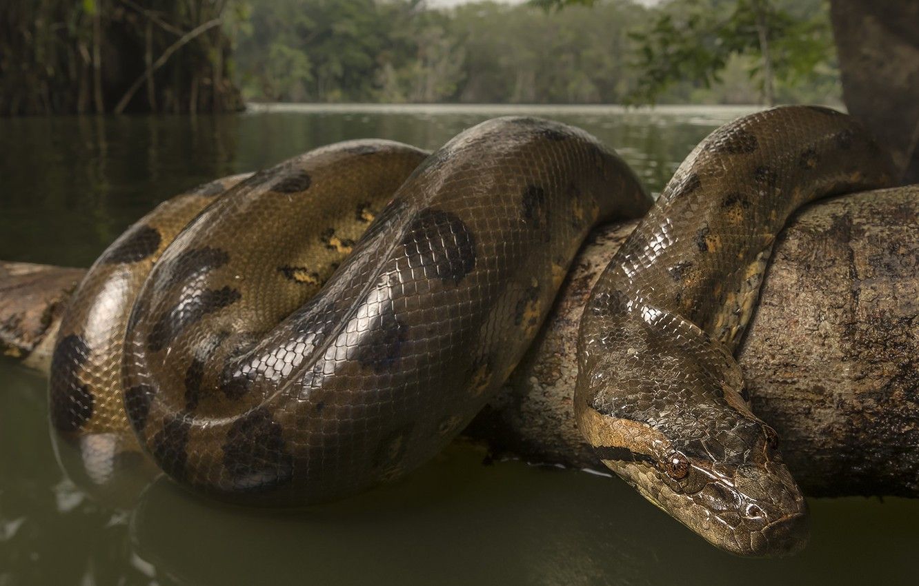 Wallpaper river, snake, branch, Anaconda image for desktop, section животные