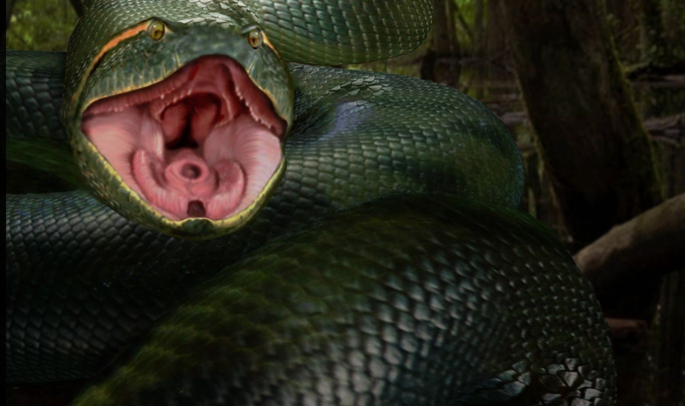 Anaconda Snake Wallpaper Free Anaconda Snake Background