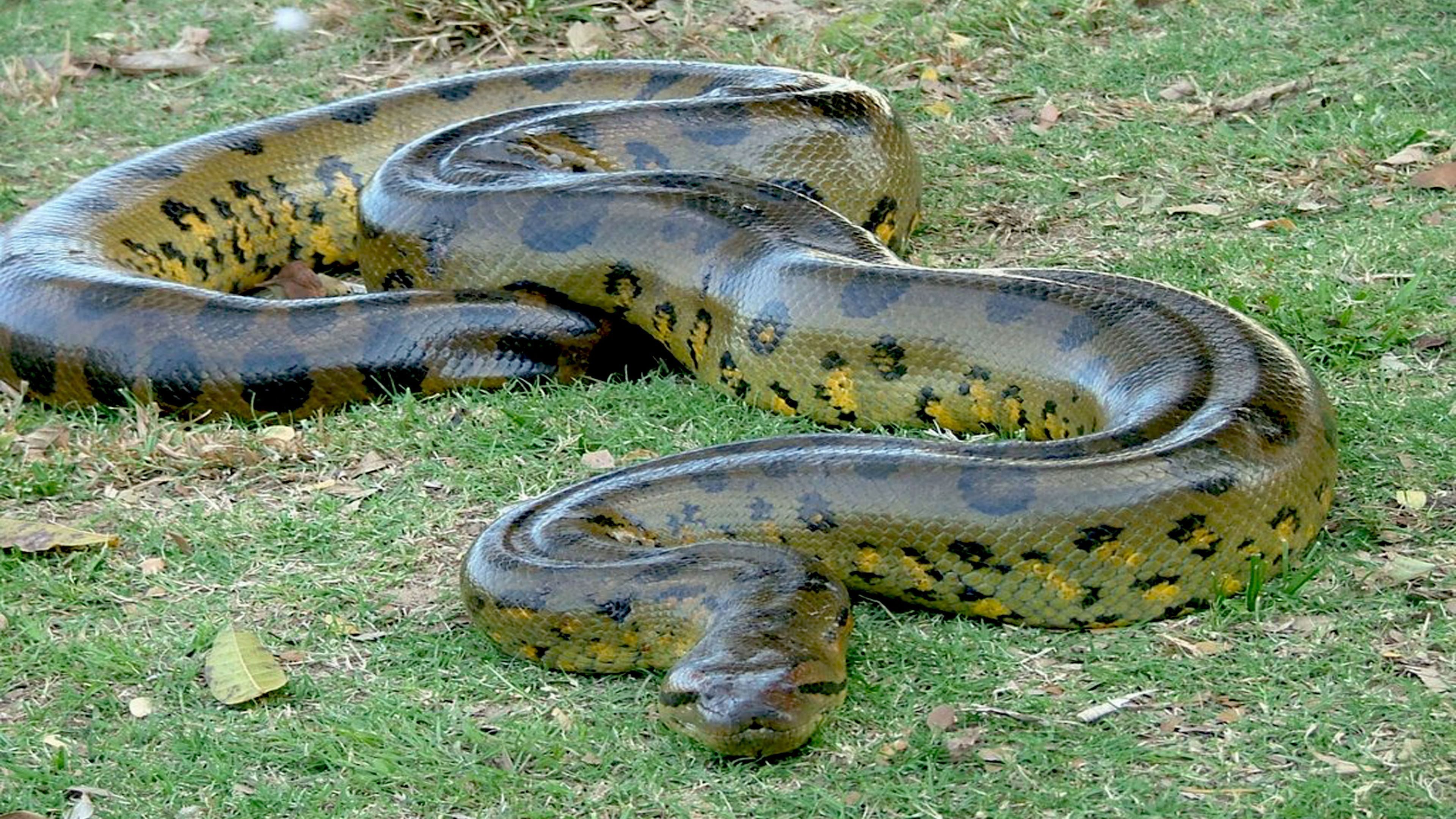 Big Anaconda Snake 4K Wallpaper