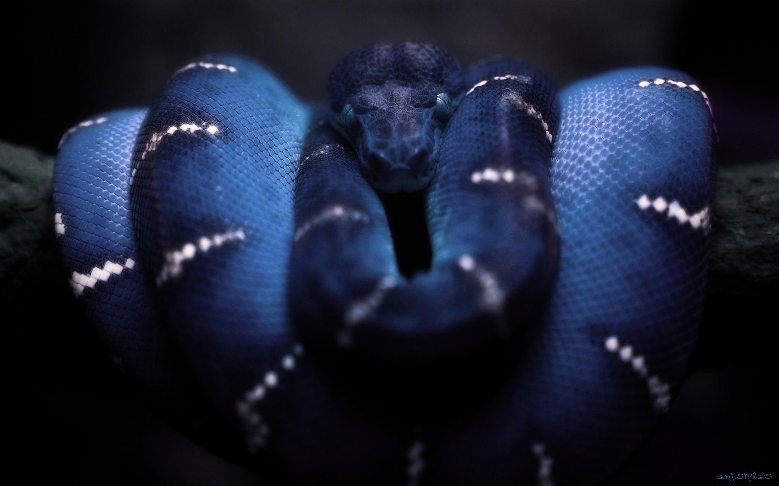 snake anaconda 3D wallpaper HD. Snake wallpaper, Focus photography, Rainbow snake