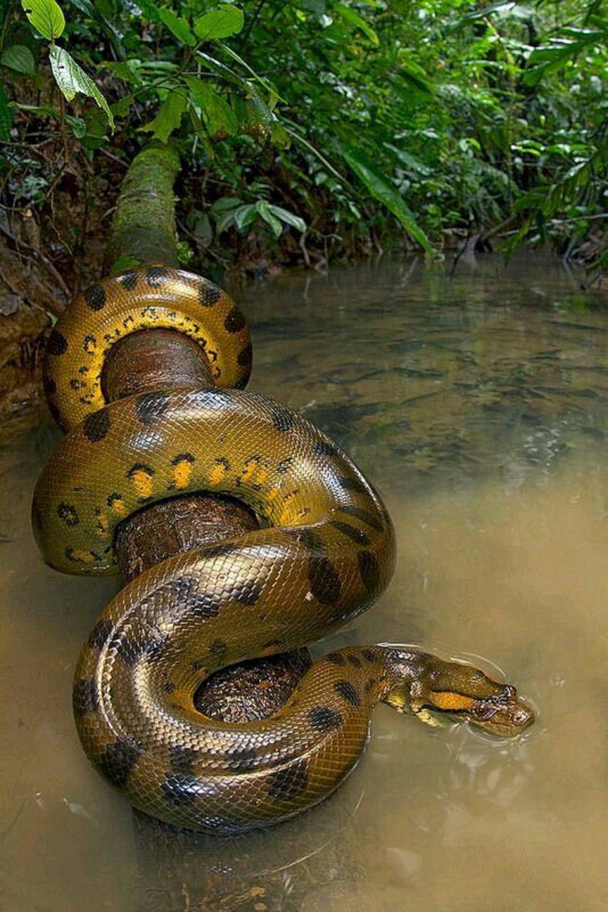 Anaconda Snake wallpaper