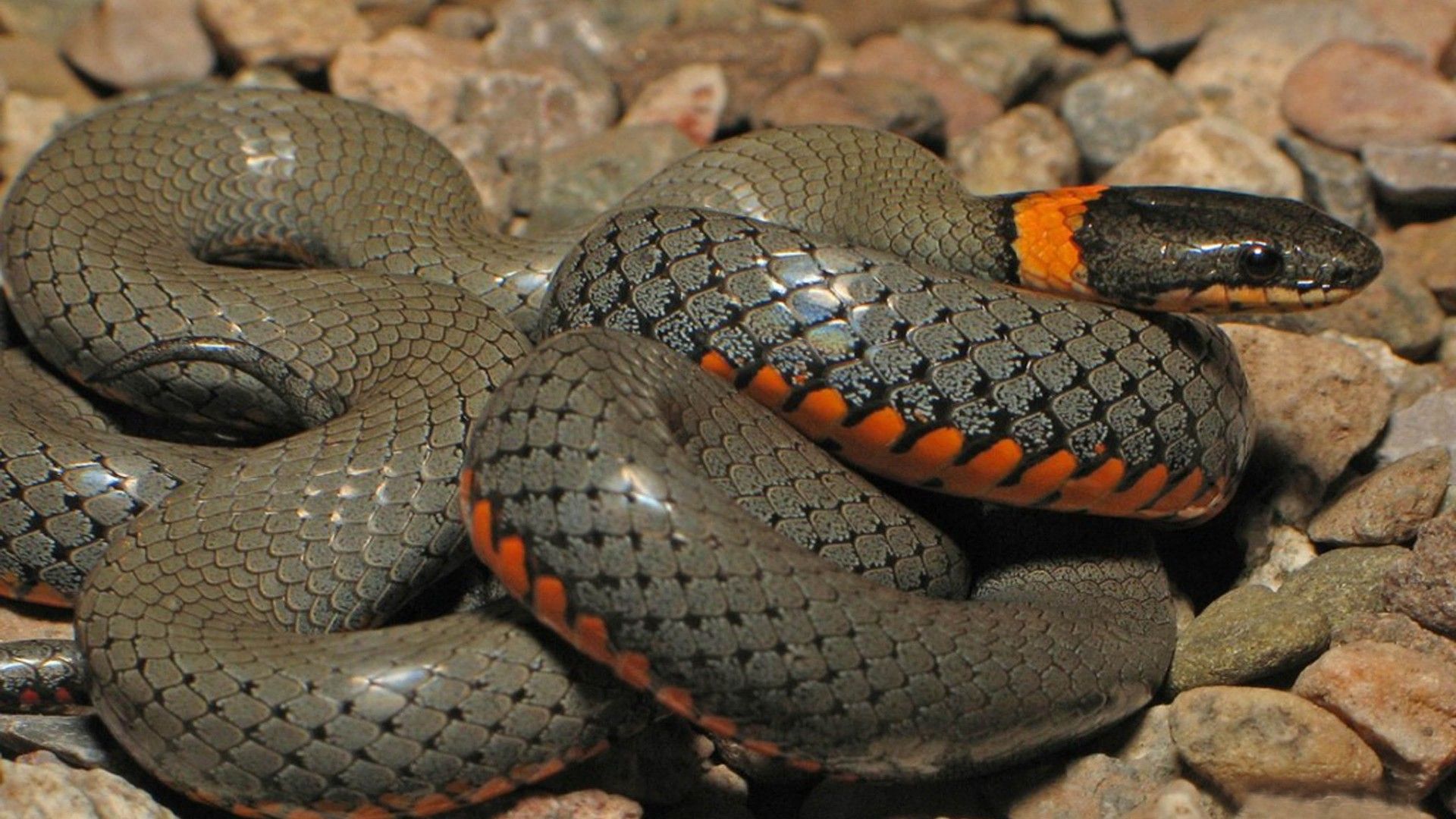 Anaconda Python Snake HD Wallpaper, Wallpaper13.com