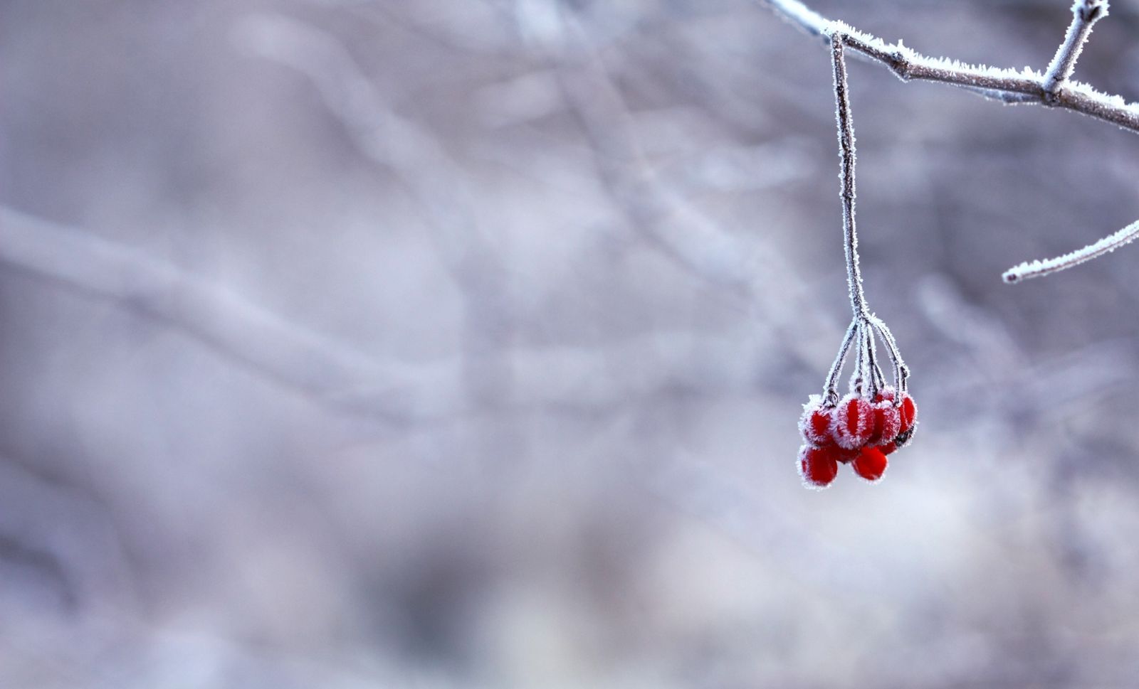 Nature Winter Blur Cold Red Fruits Wallpaper.com. Best High Quality Wallpaper