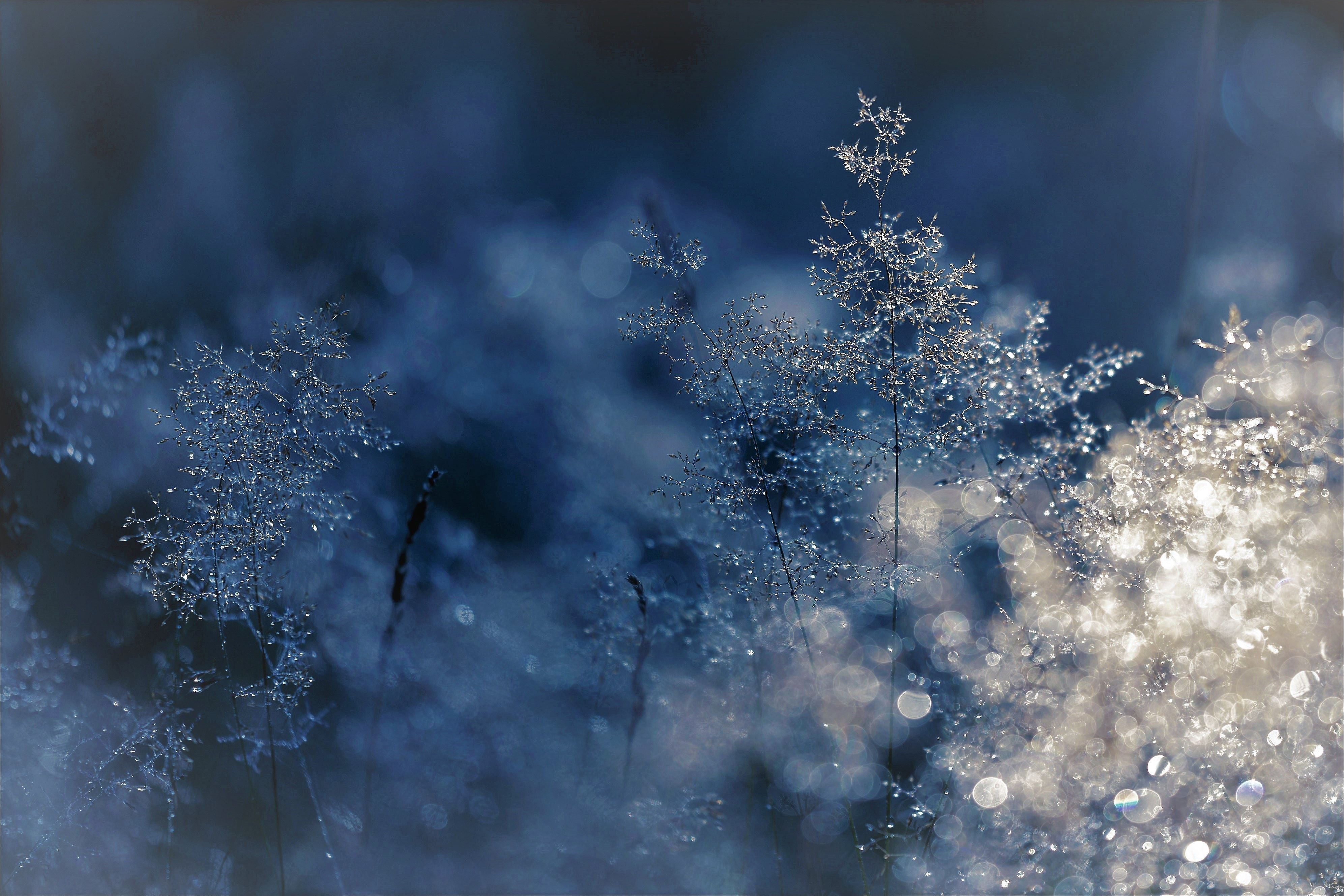 abstract blur branch christmas. Winter wallpaper, Winter nature, Natural christmas decor