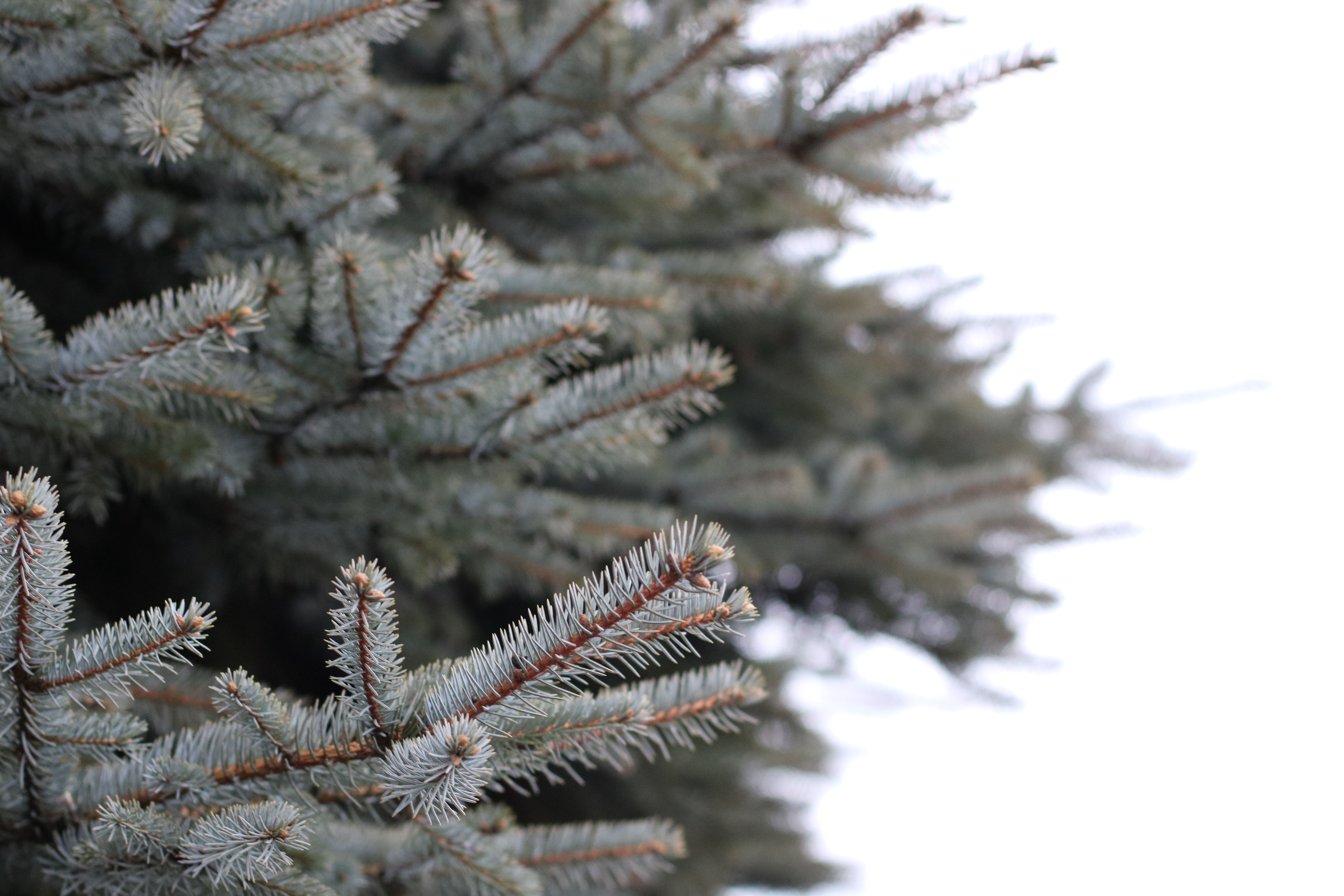 Free photo: White and Brown Pine Tree Selected Focus, Nature wallpaper, Snow