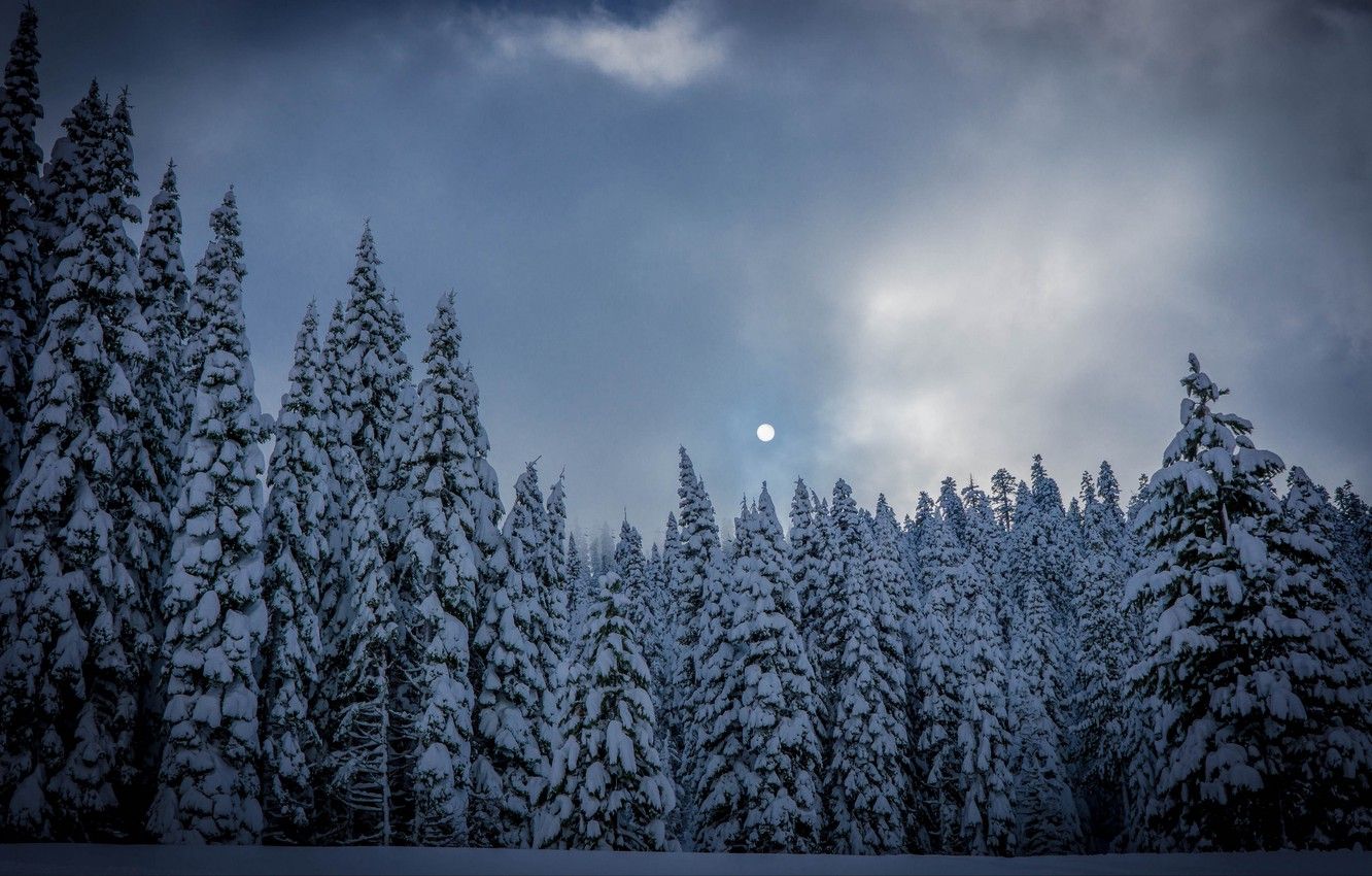 Wallpaper Moon, Forest, Twilight, Sky, Trees, Nature, Sunset, Winter, Snow, Dusk, Blur Effect, Fir, 2k HD Background, Snow Covered Trees Image For Desktop, Section природа