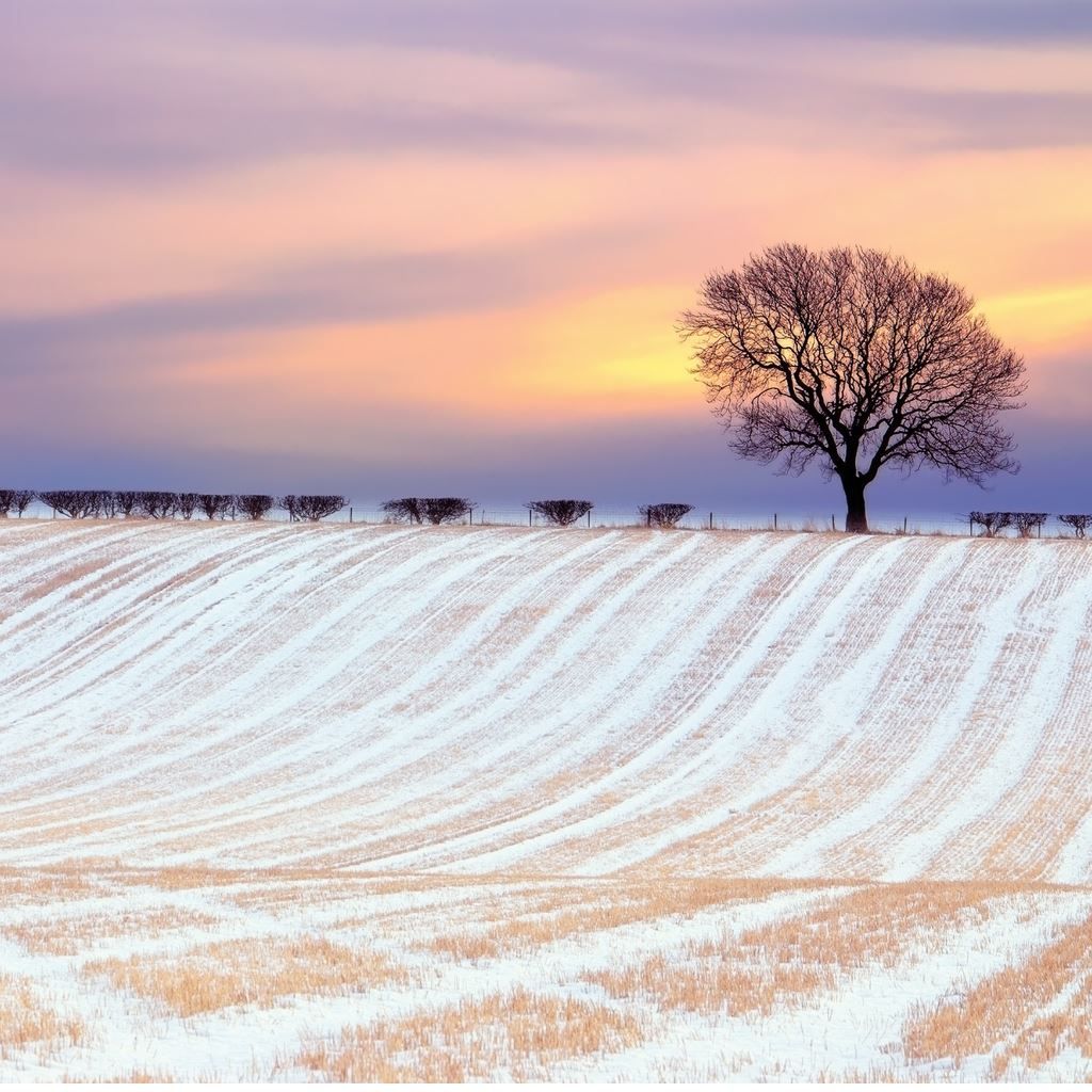 Wonder Winter Sunny Snowy Field iPad Wallpaper Free Download