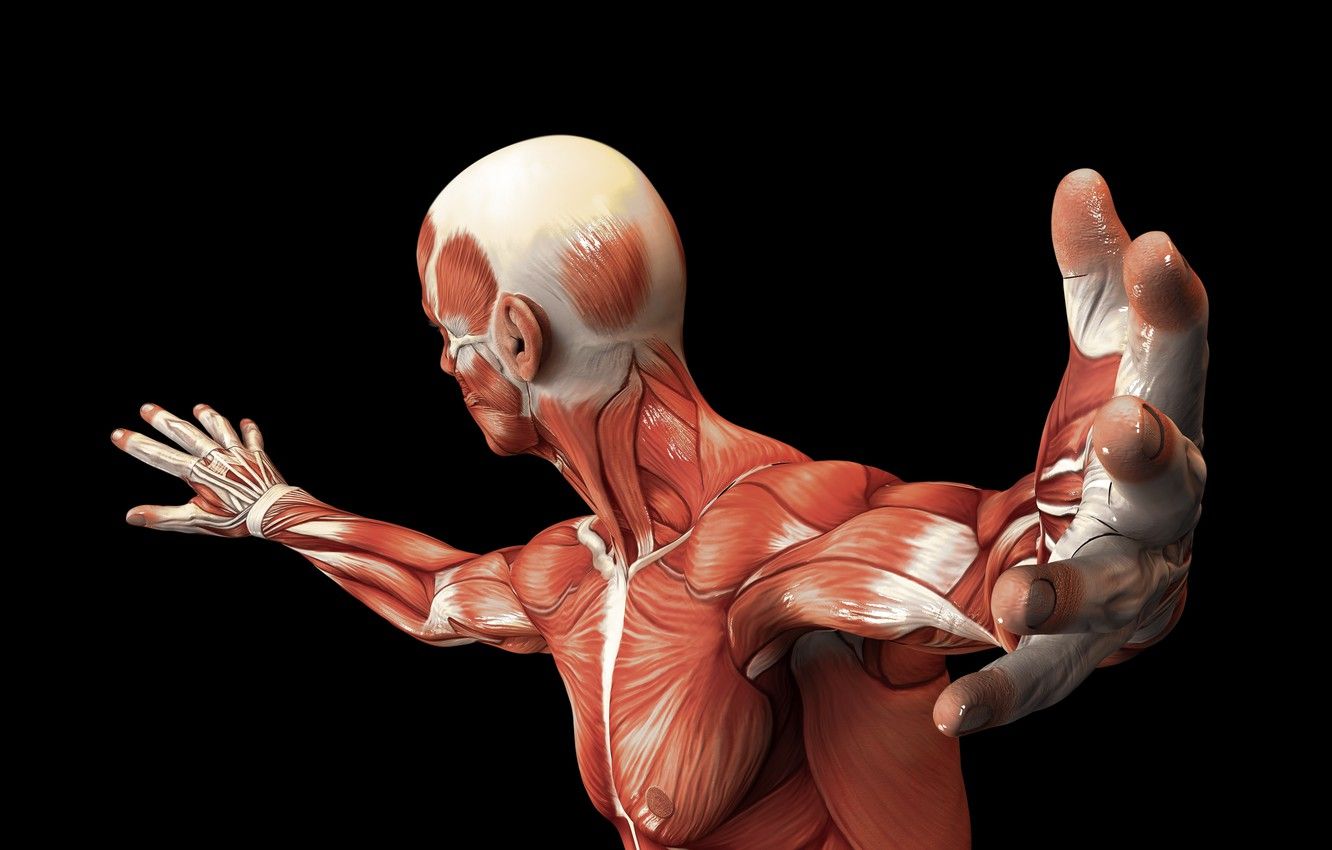 Muscle Anatomy Wallpaper Free Muscle Anatomy Background