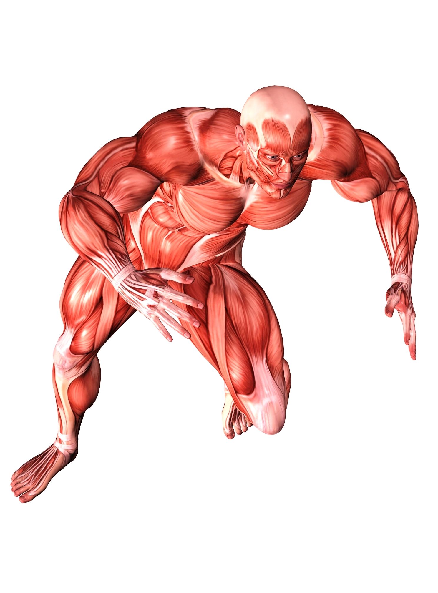 Muscular System Wallpapers Wallpaper Cave