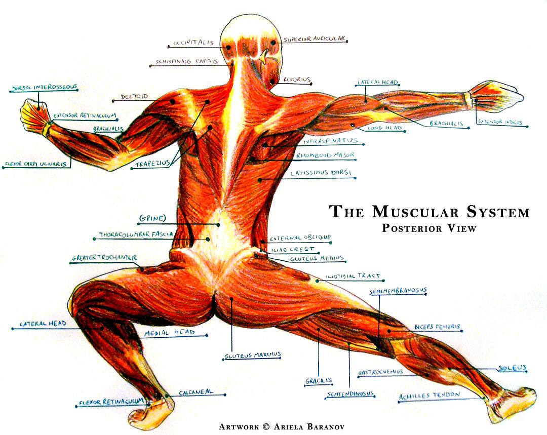 Muscular System Wallpaper. Muscular System Wallpaper, Muscular Chest Wallpaper and Muscular System Background