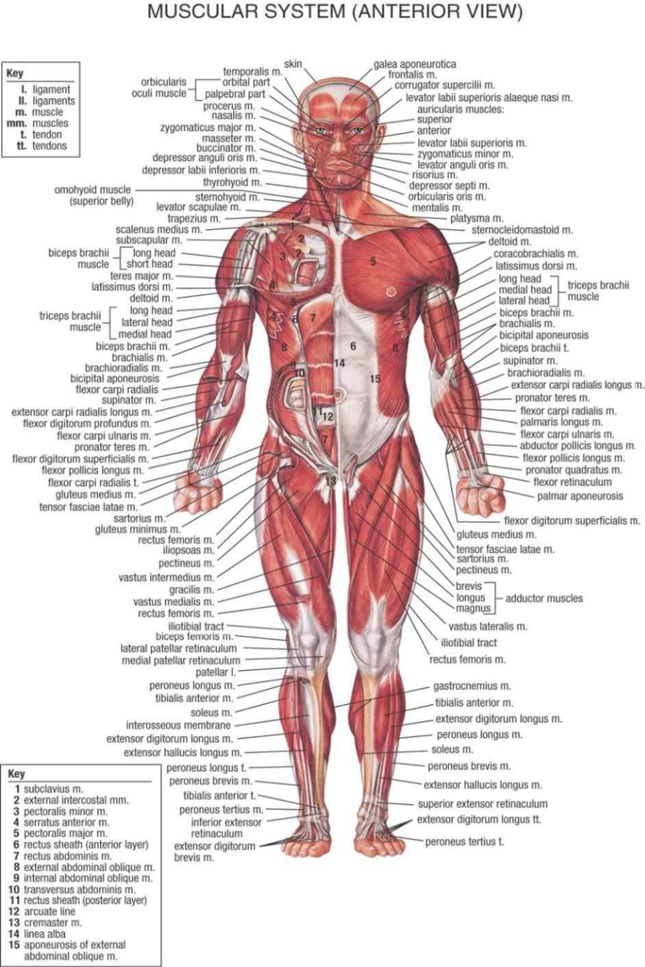 Human Body Anatomical Chart Muscular System Watercolor inkjet Watercolor inkjet Fabric poster 36 x 24 20x13 003. fabric posters. muscular systemmuscular system poster