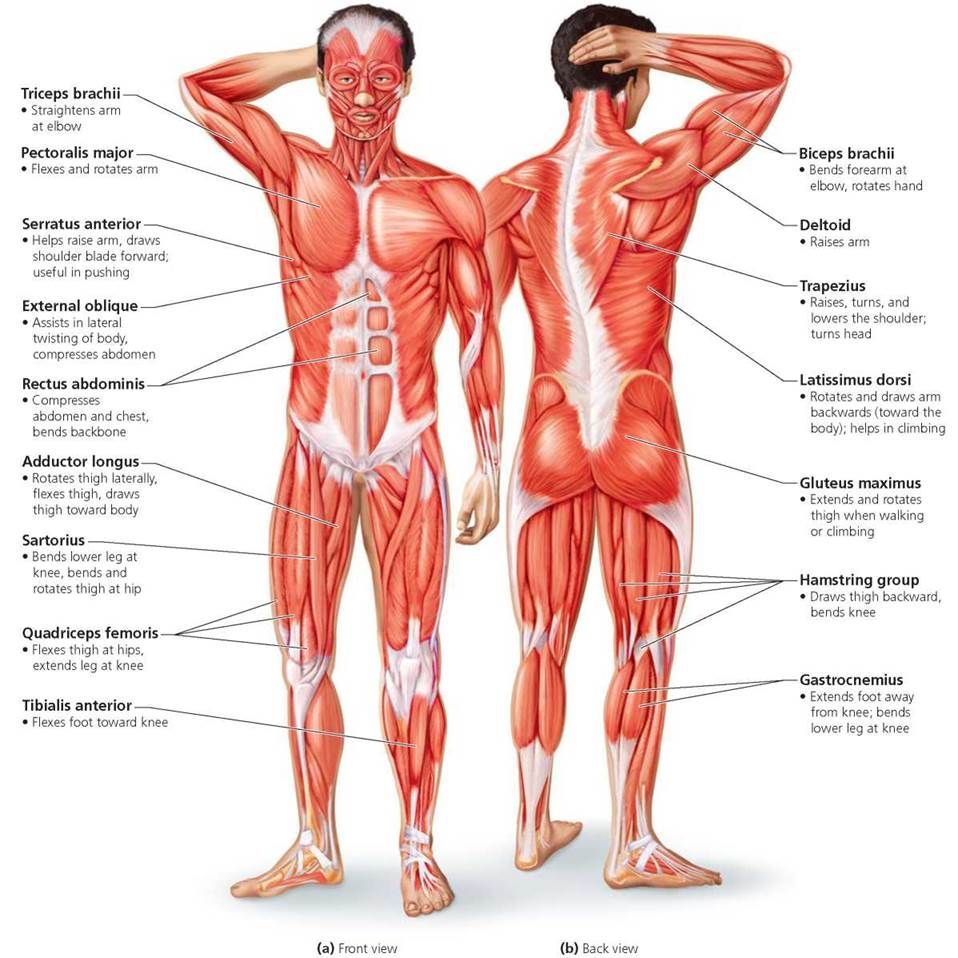 The Muscular System of Humans. Muscle diagram, Human muscular system, Muscle anatomy