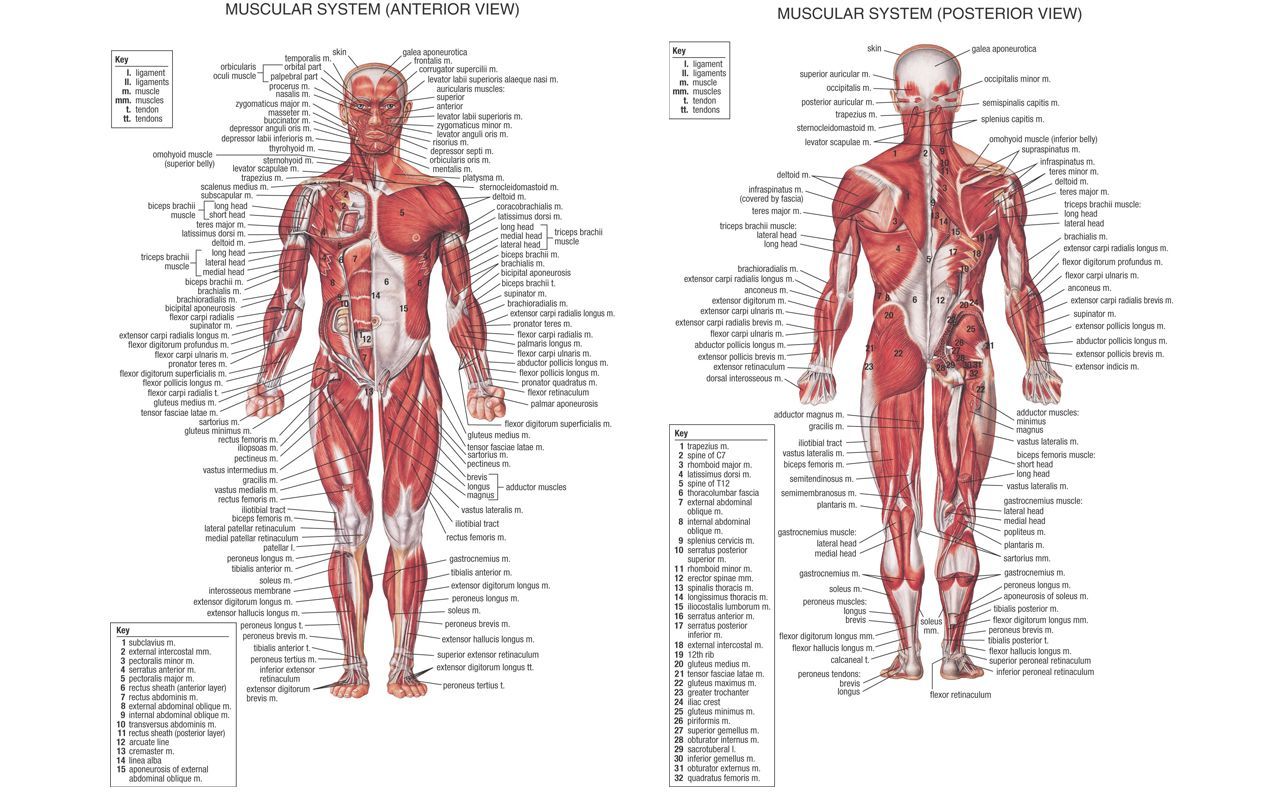 Human Anatomy Wallpaper