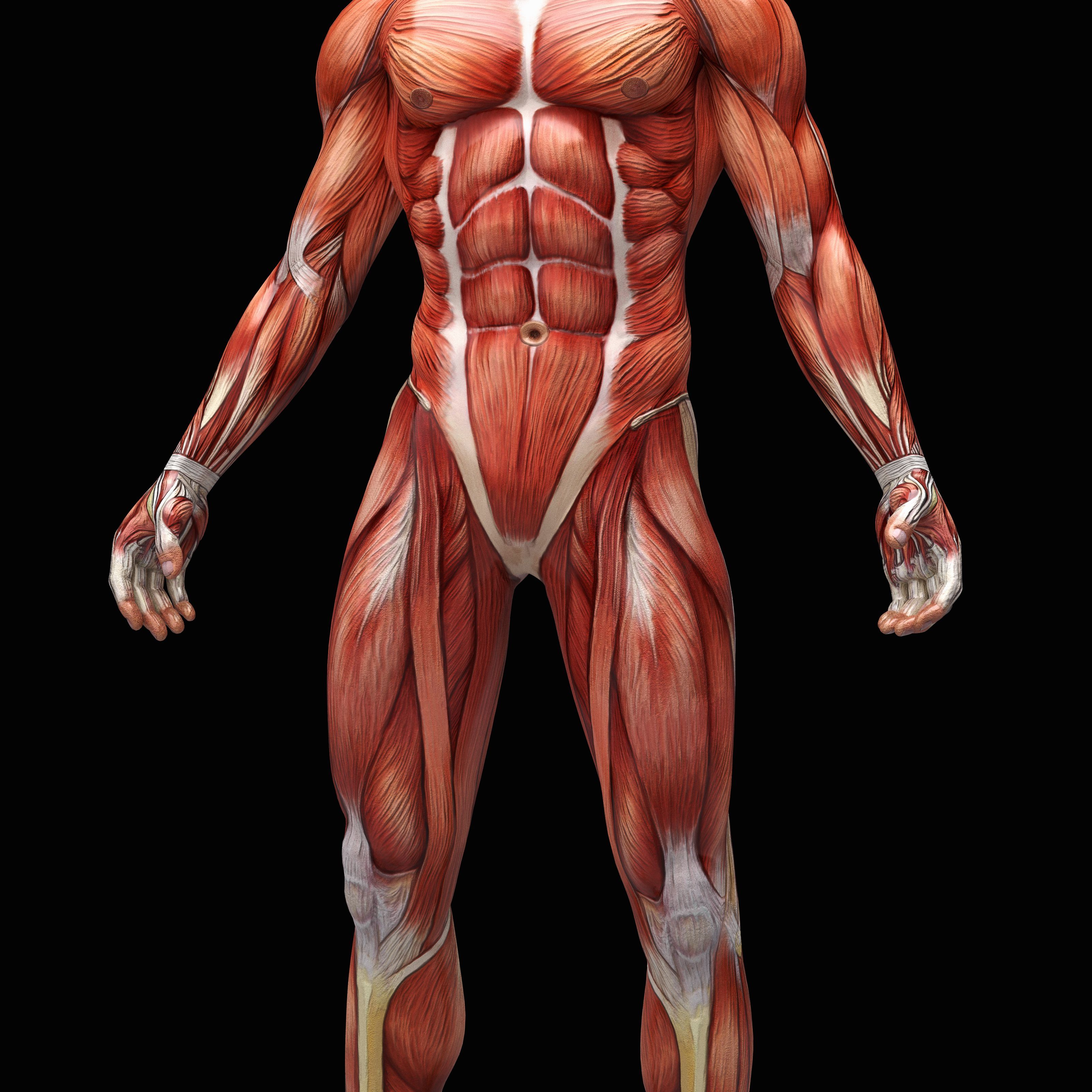 Muscular System Wallpapers Wallpaper Cave