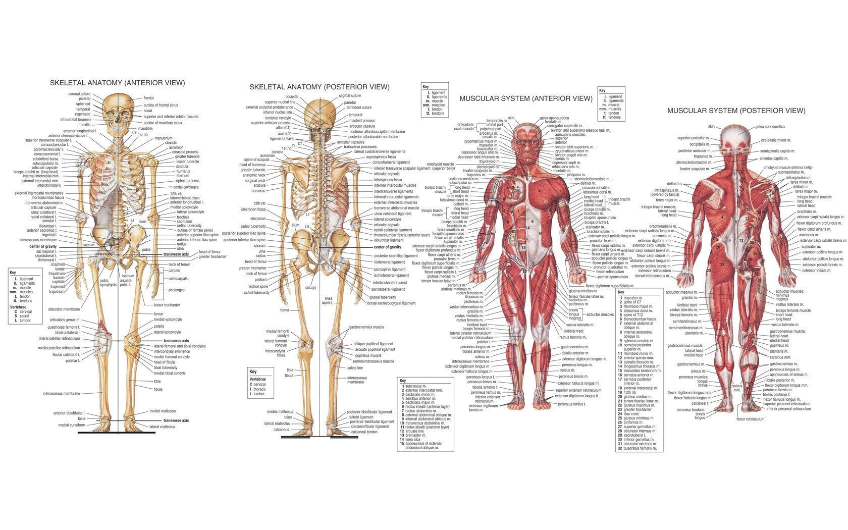 anatomy, Muscles, Skeleton HD Wallpaper / Desktop and Mobile Image & Photo