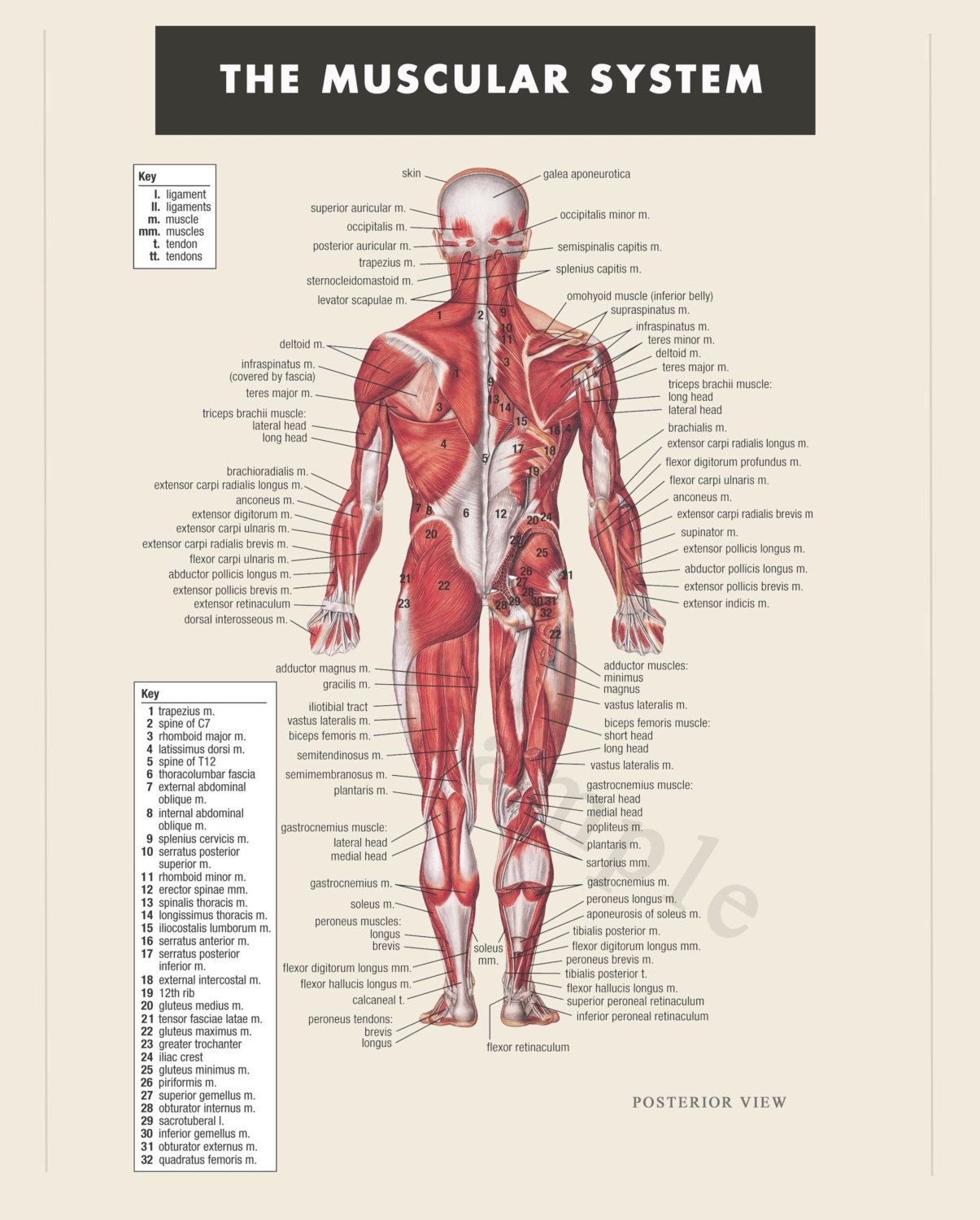 Muscular System Wallpaper. Muscular System Wallpaper, Muscular Chest Wallpaper and Muscular System Background