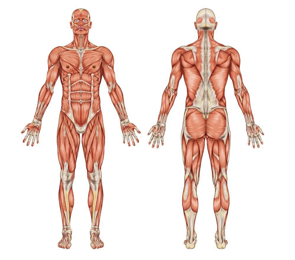 Fascia Mechanics. Muscular system, Body anatomy, Muscular system anatomy