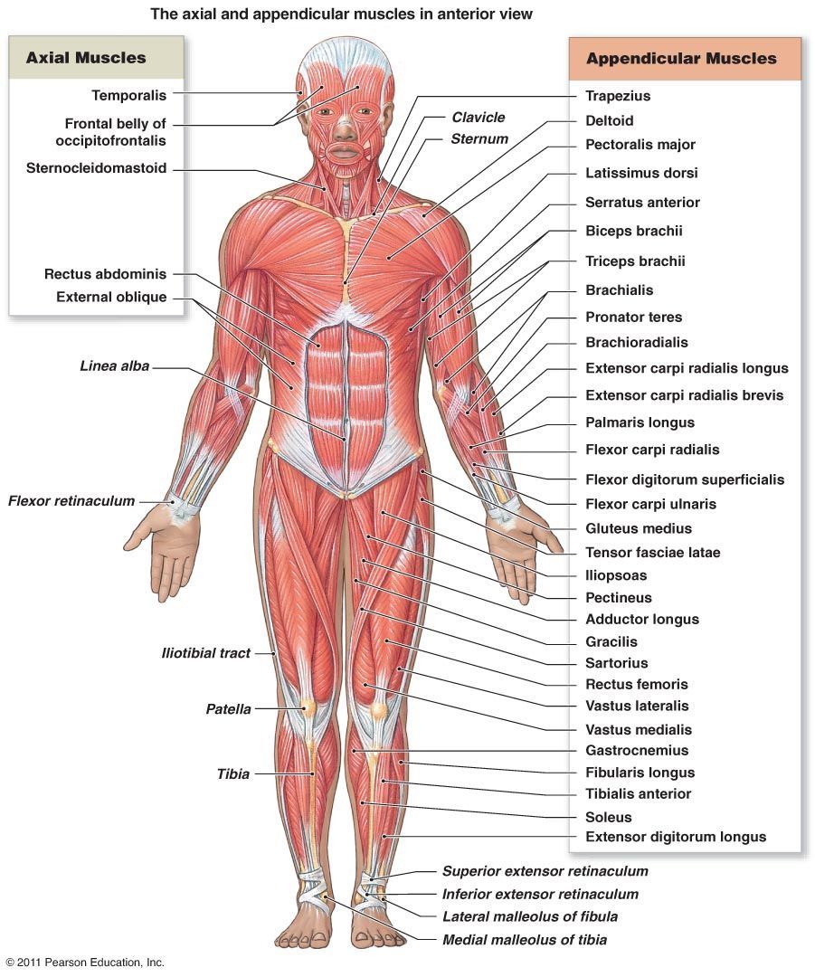 muscle diagram 06. Human body muscles, Human body anatomy, Muscular system