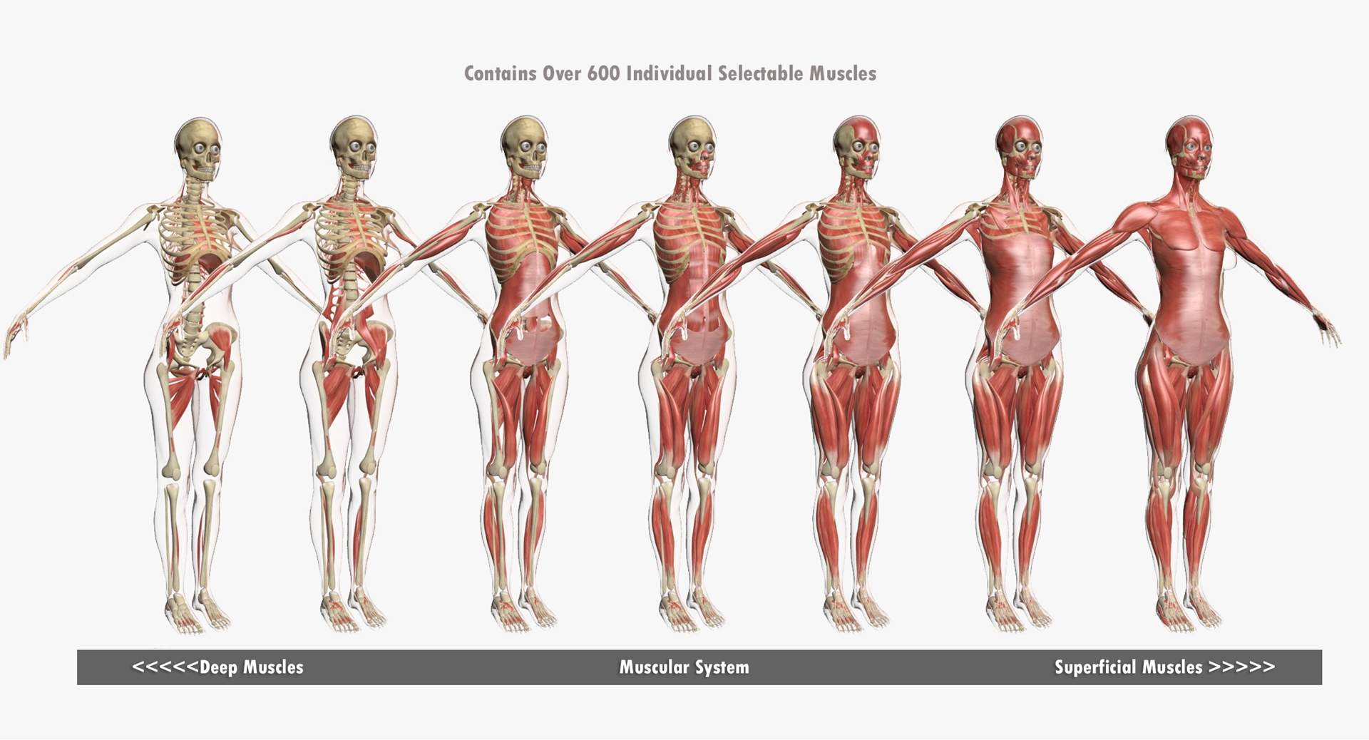 Female Muscle Anatomy 3D Model