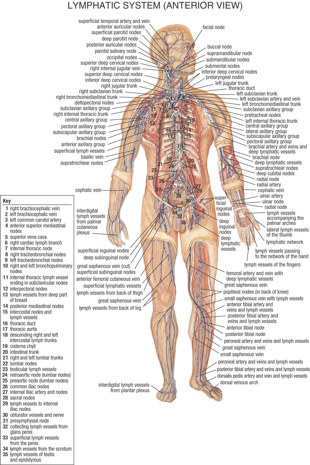 muscular system brochure